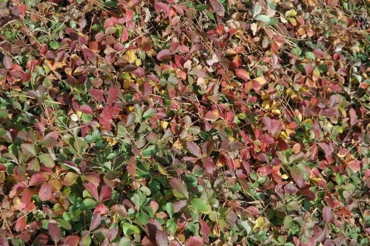 wild-strawberry_2.jpg