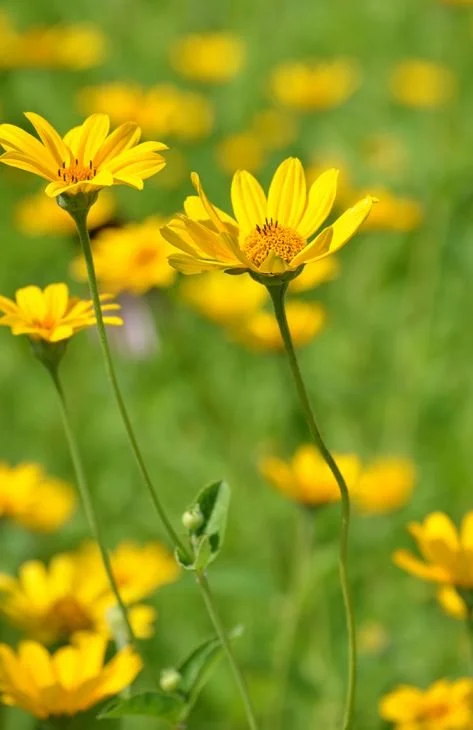 False Sunflower