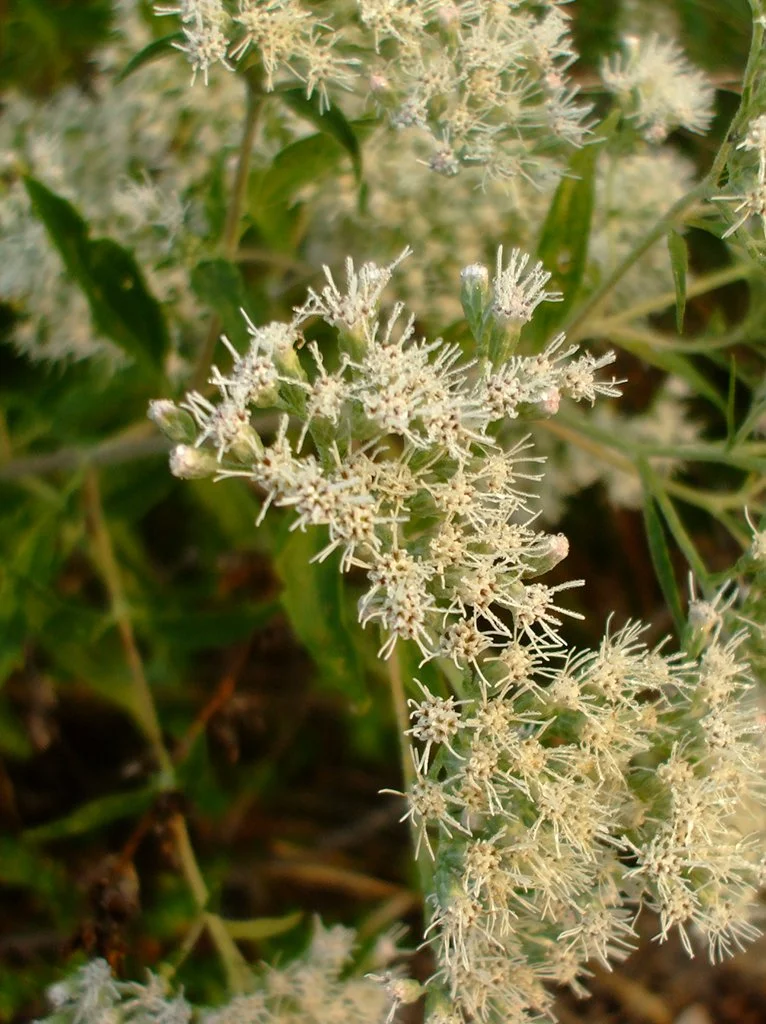 Eupatorium-serotinum-late-boneset-photo-by-jeff ausmus.jpg