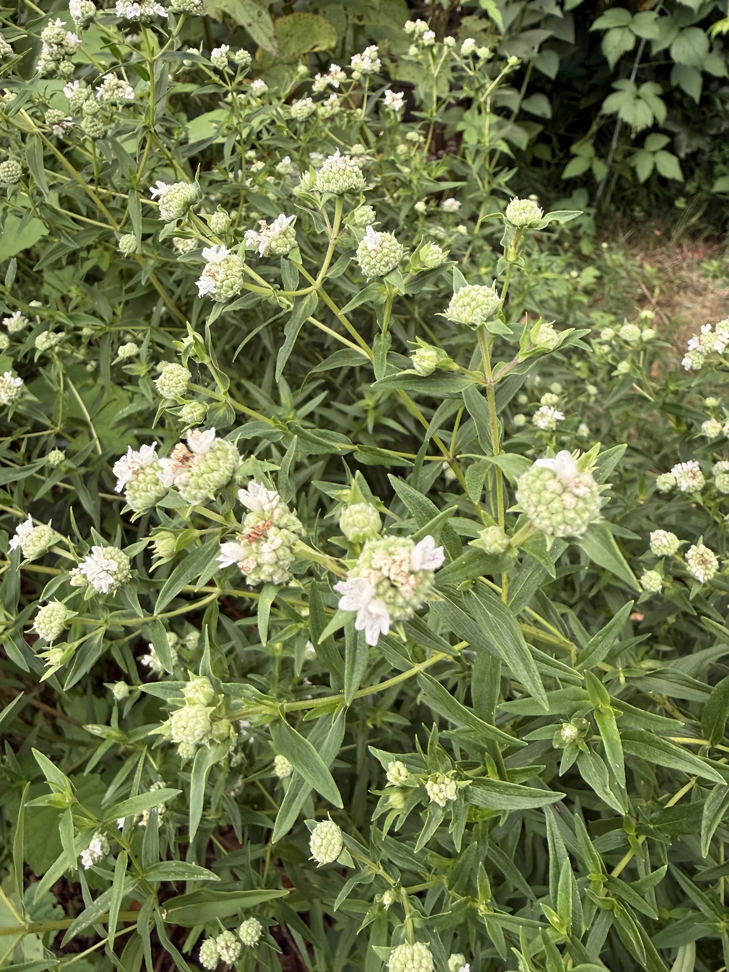 Mountain Mint