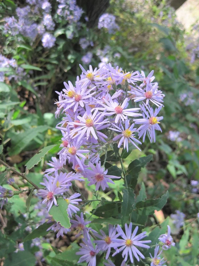 Short's Aster.jpg