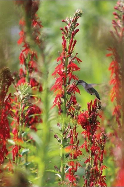 Cardinal Flower