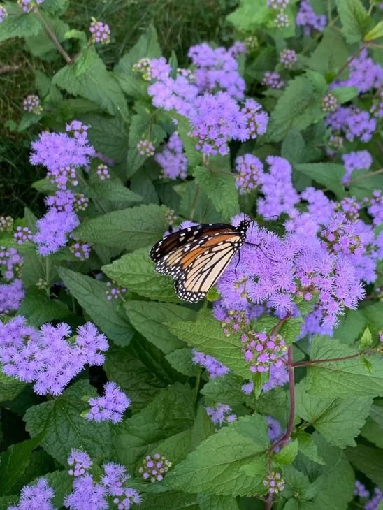 Blue Mistflower