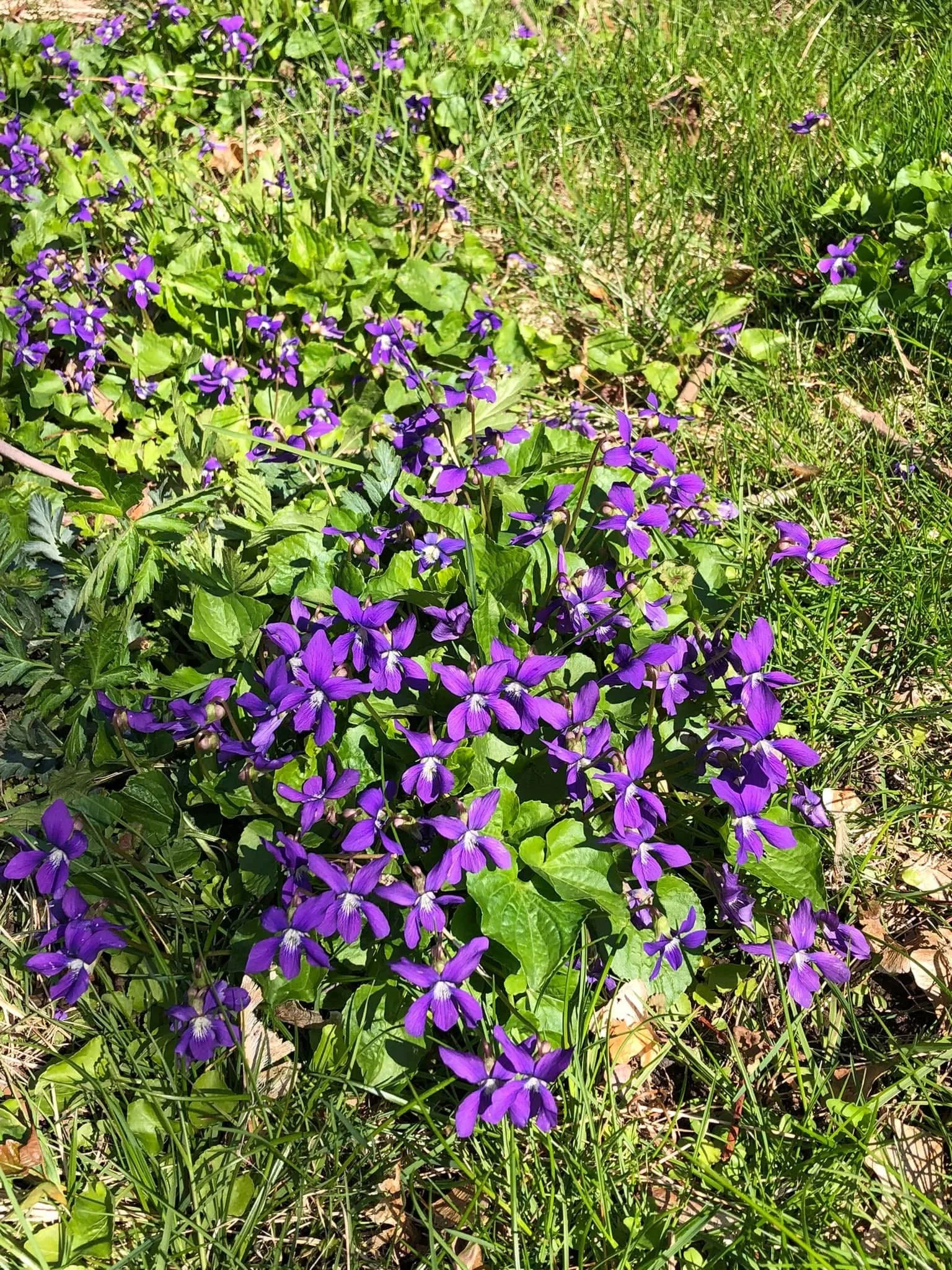 Common Blue Violet