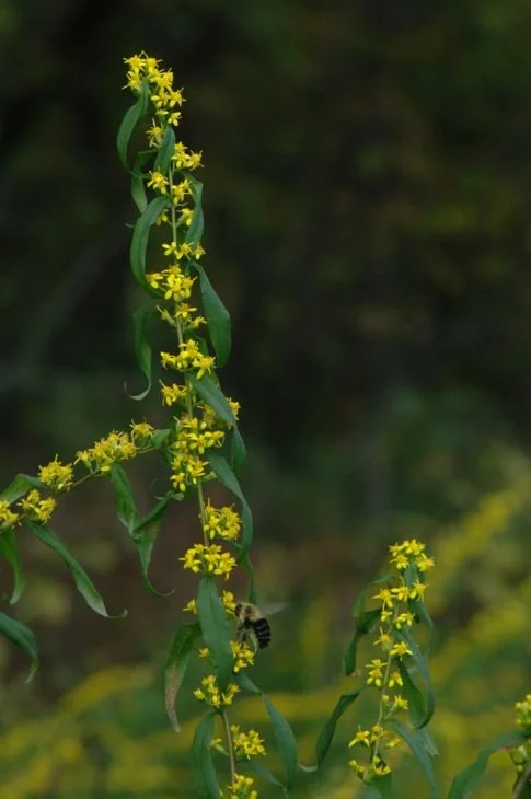 SOLIDAGO-CAESIA-BLUE-STEMMED-GOLDENROD-POLLINATOR_485x730.jpg