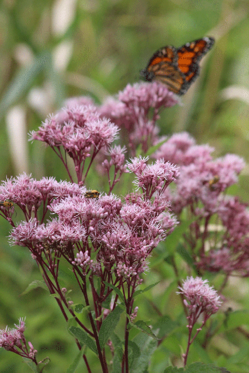 eutrochium-maculatum-joe-pye-weed-monarch_487x730.gif