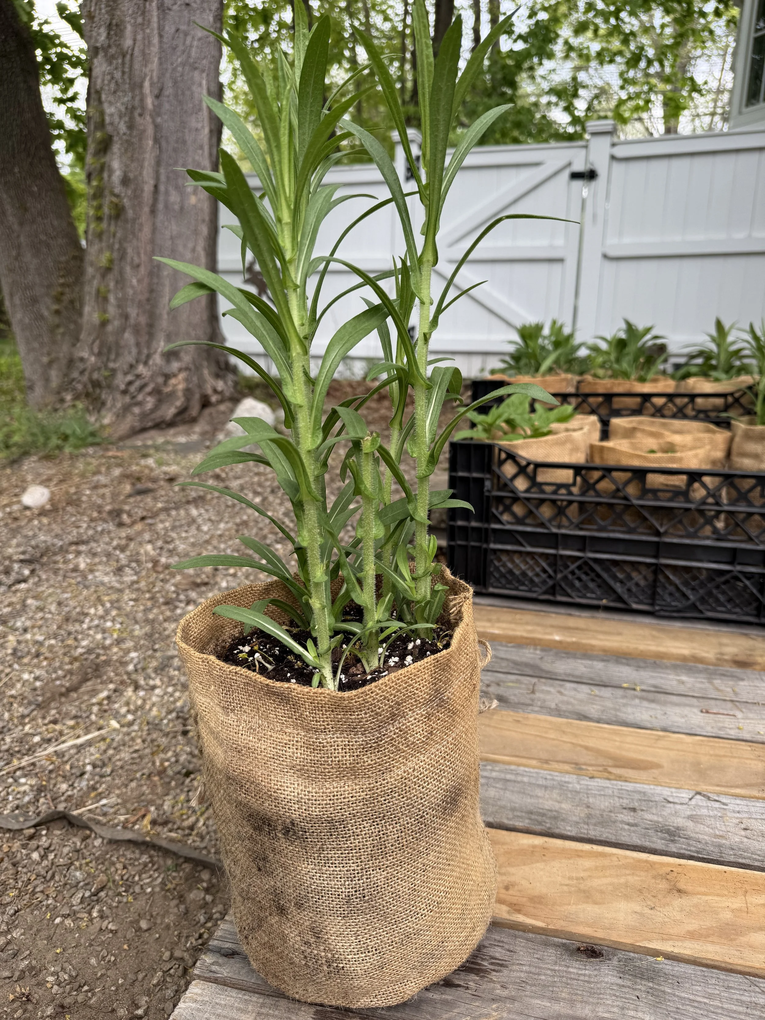 New England Aster.jpeg