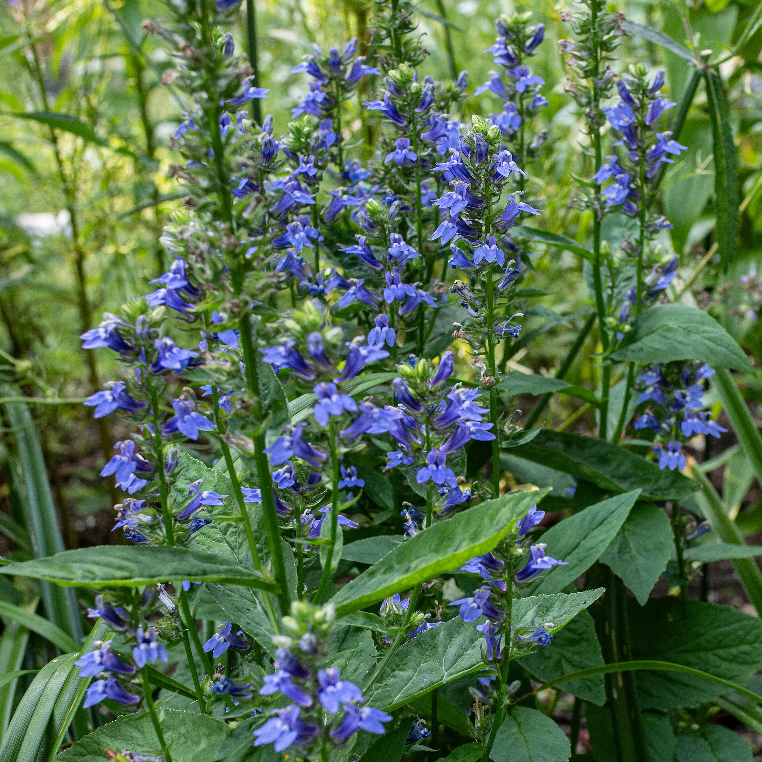Great Blue Lobelia.webp