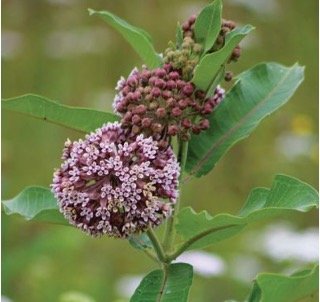 Common Milkweed.jpg