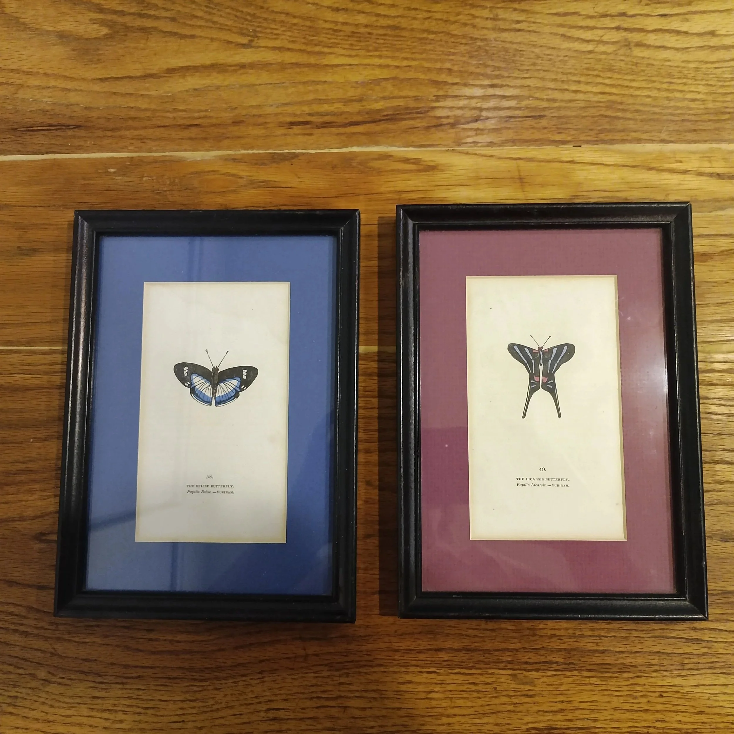 Vintage Framed and Matted Butterfly Prints