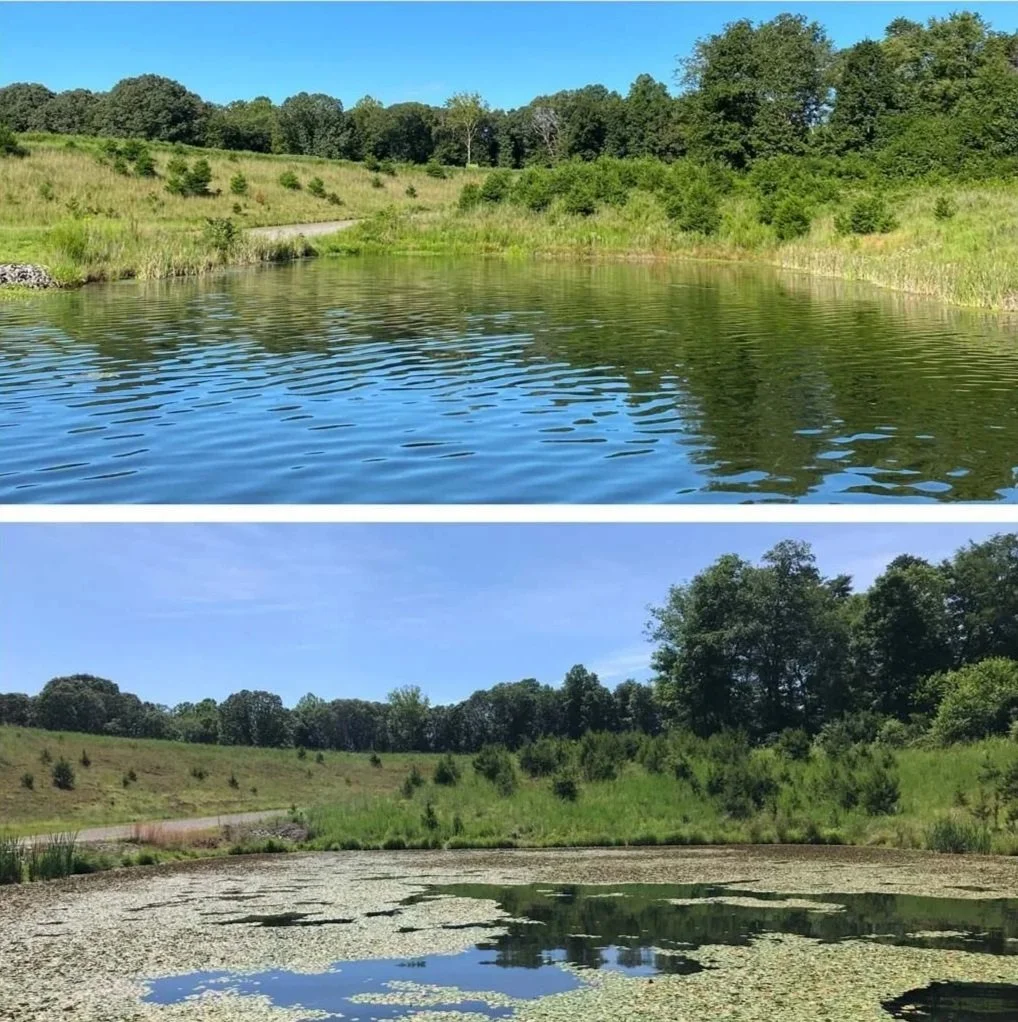 Two images of a pond with surrounding greenery and trees, Top image shows the pond with clean water and reflections, bottom image shows the pond with algae and floating plants.