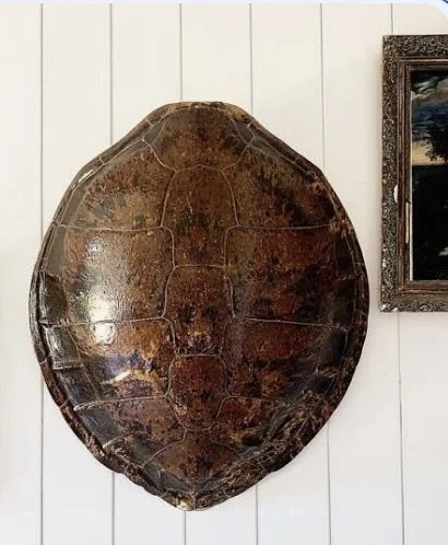 tortoise shell.jpg