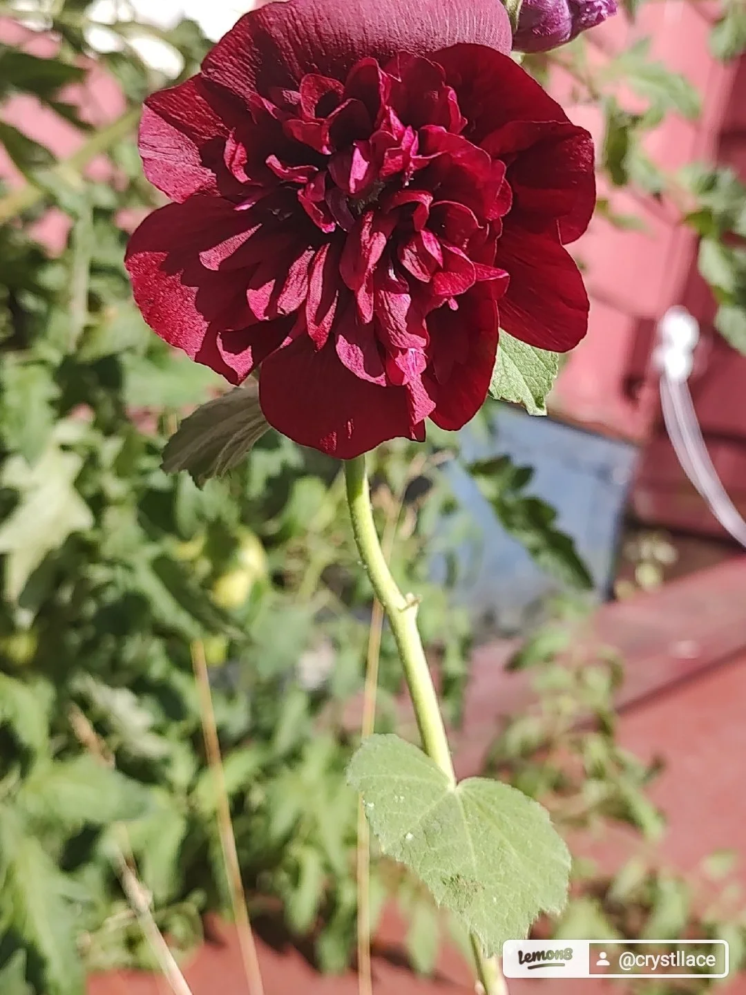 I saved this wilted Hibiscus plant from a big-box store, and I brought it back to life.