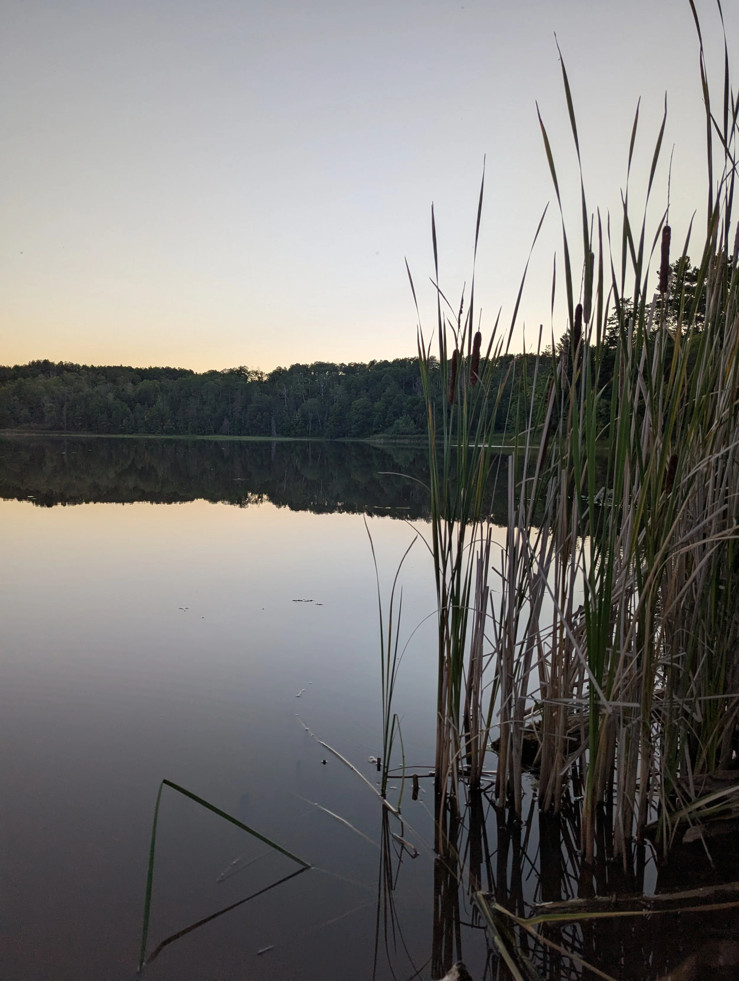 Calm lake at sunset with reeds in the foreground and a tree-lined shoreline reflected in the water.