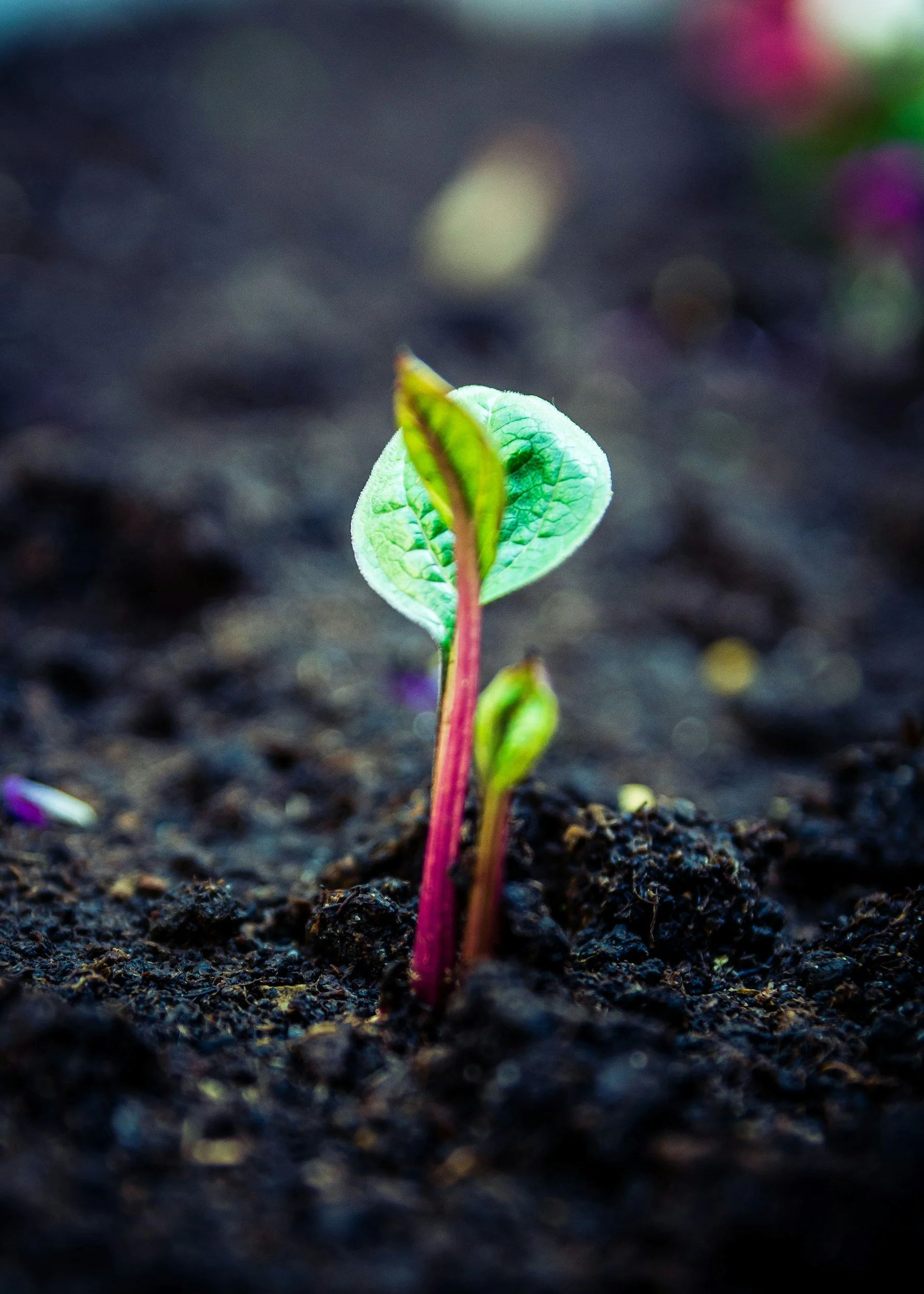 Close-up of a young green sprout emerging from dark soil, with a blurred background.