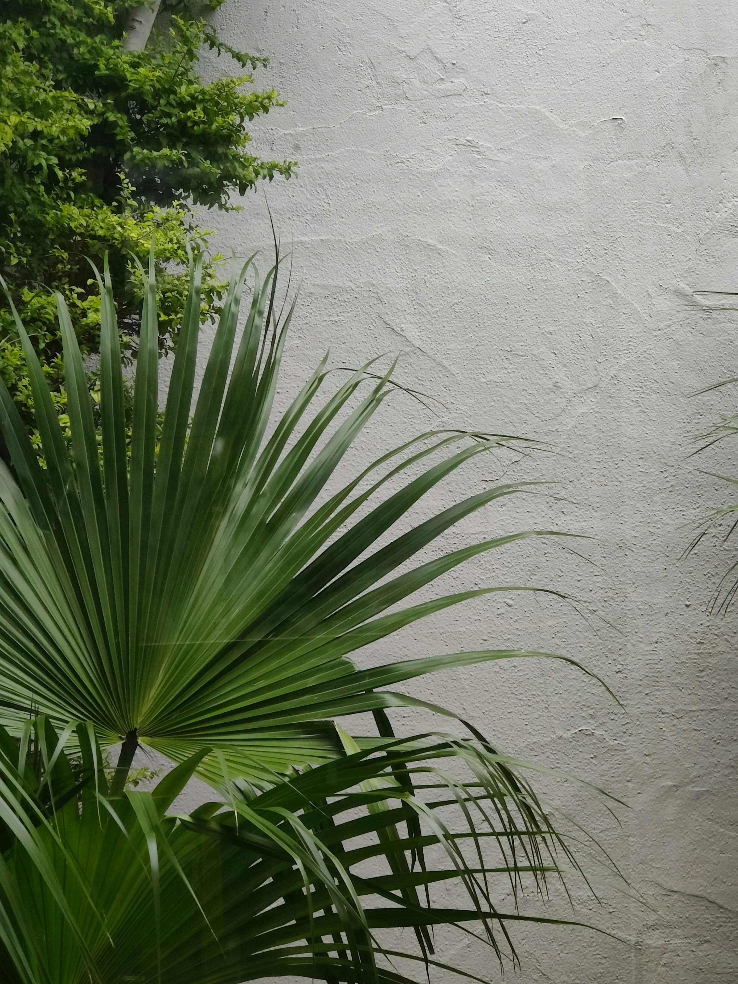 A large green palm plant with fan-shaped leaves in front of a textured white wall.