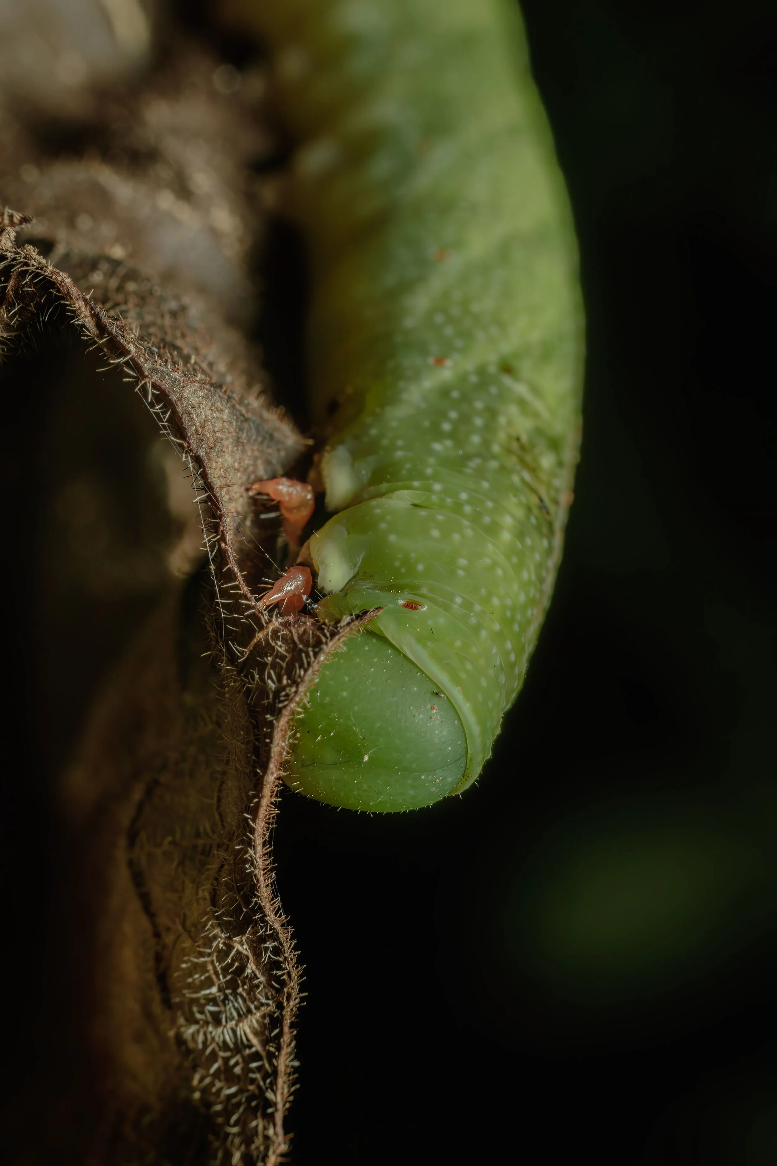 pexels-alexandrecanteiro-29867708.jpg