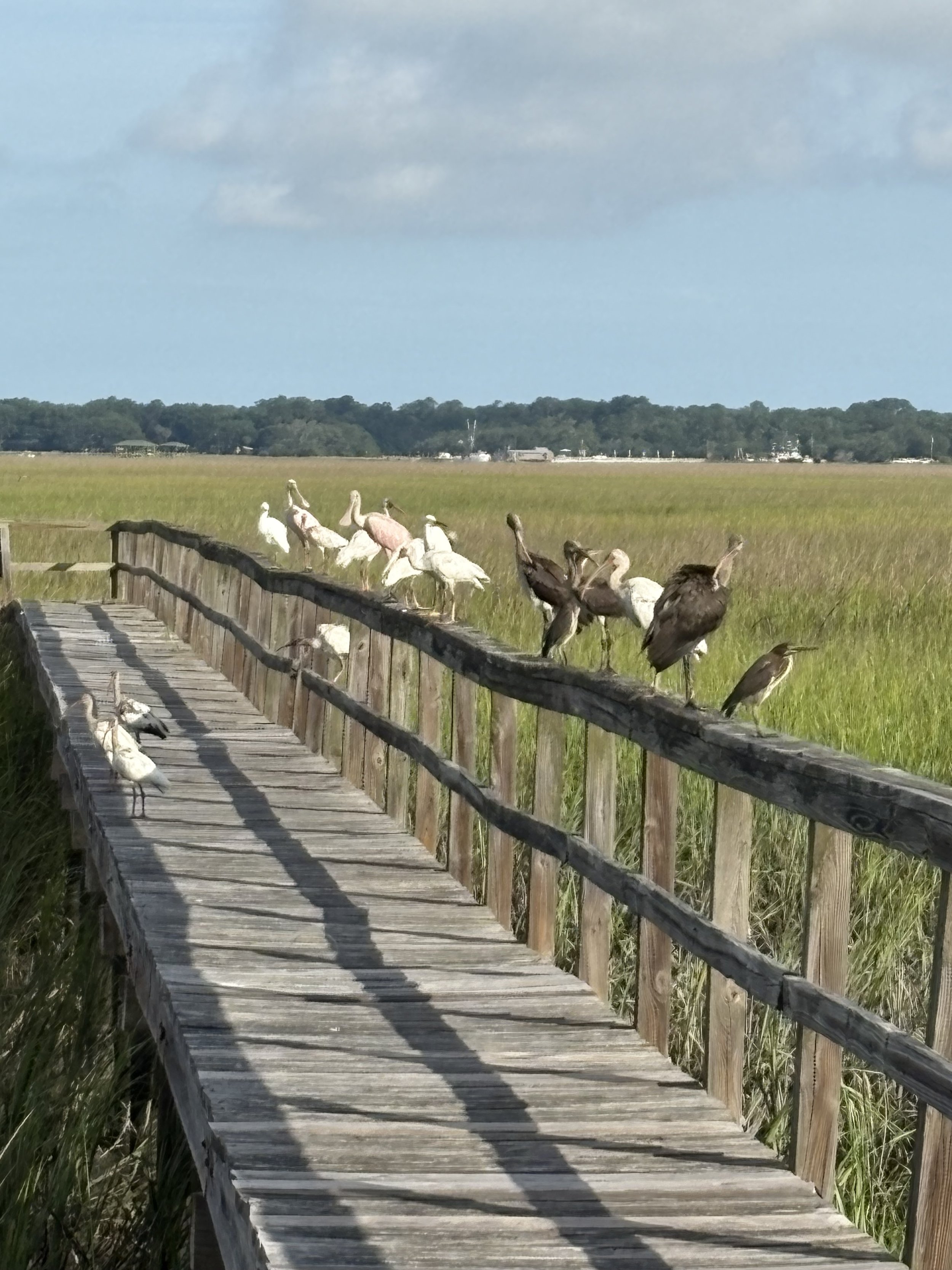 A wooden boardwalk extending into a grassy marsh with white, brown, and pink pelicans perched along the railing and on the walkway, with an open sky and distant trees and structures in the background.