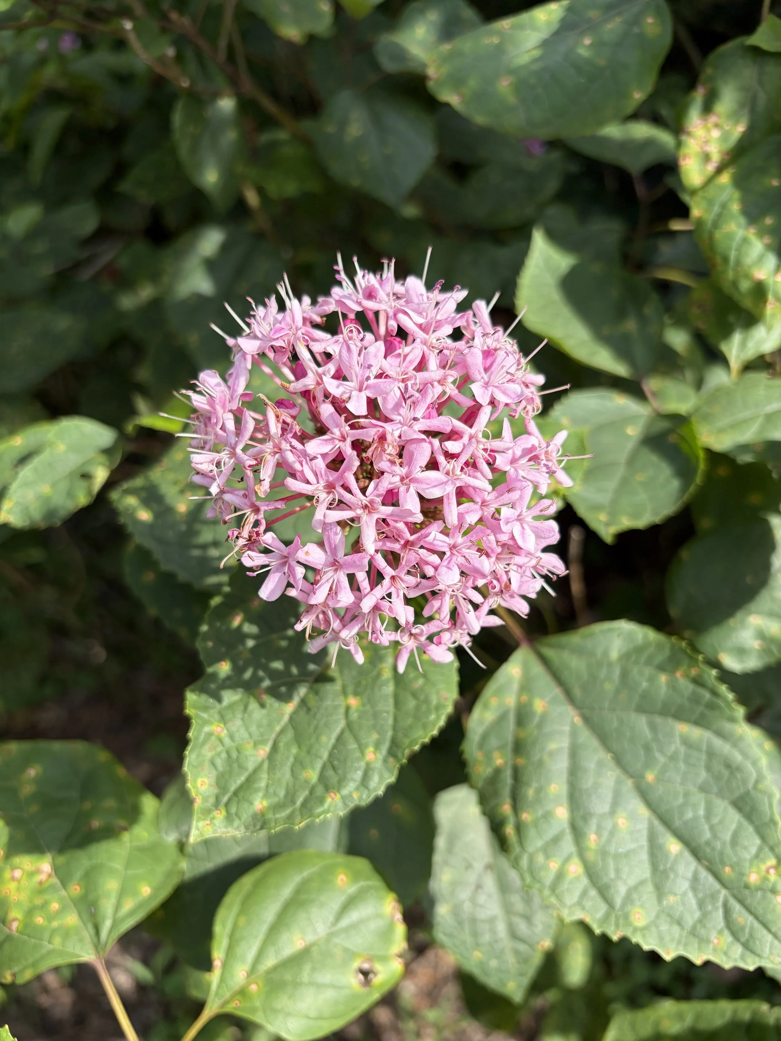 IMG_2593.jpeg