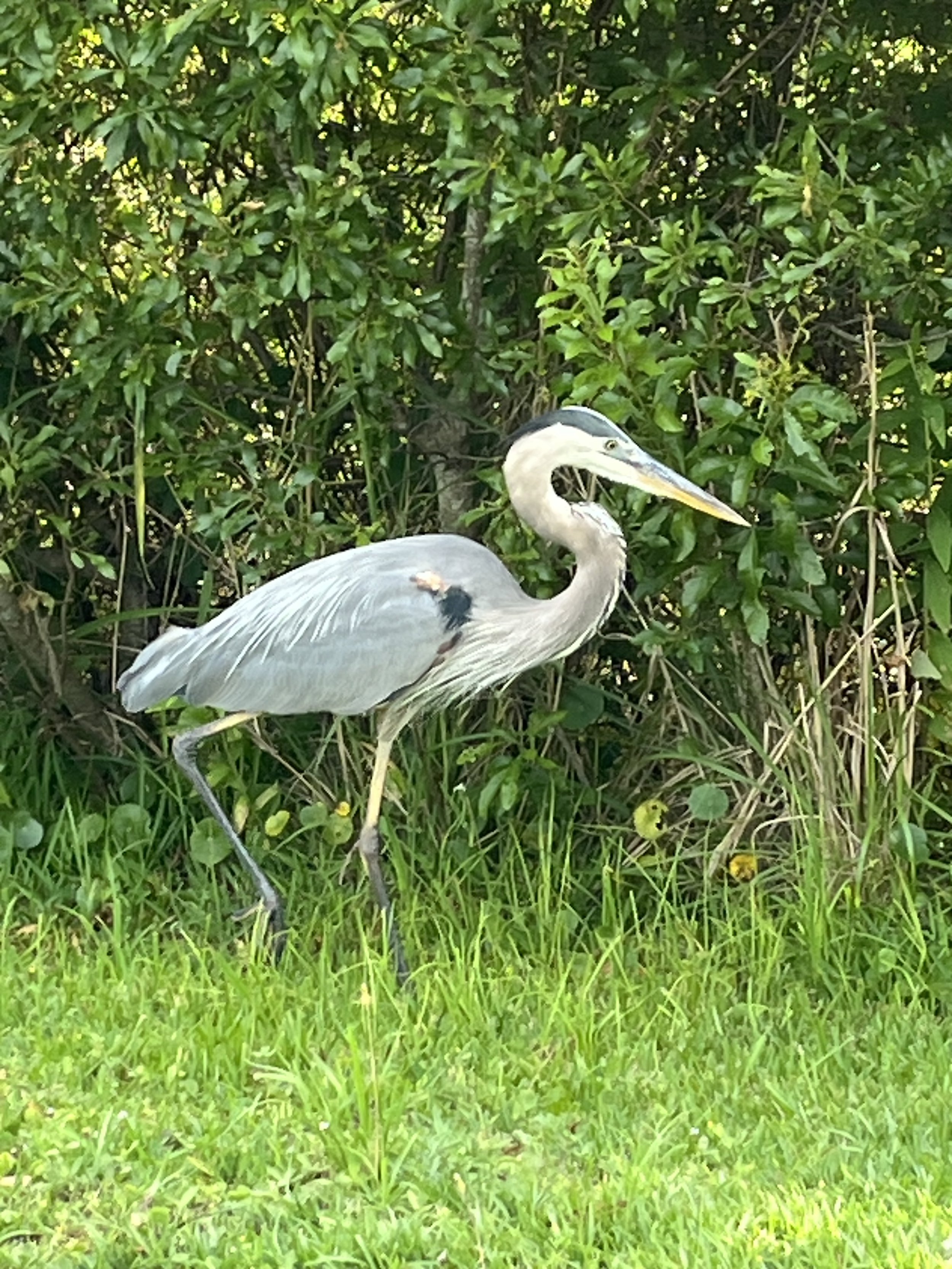 A heron standing on grass near greenery and bushes.