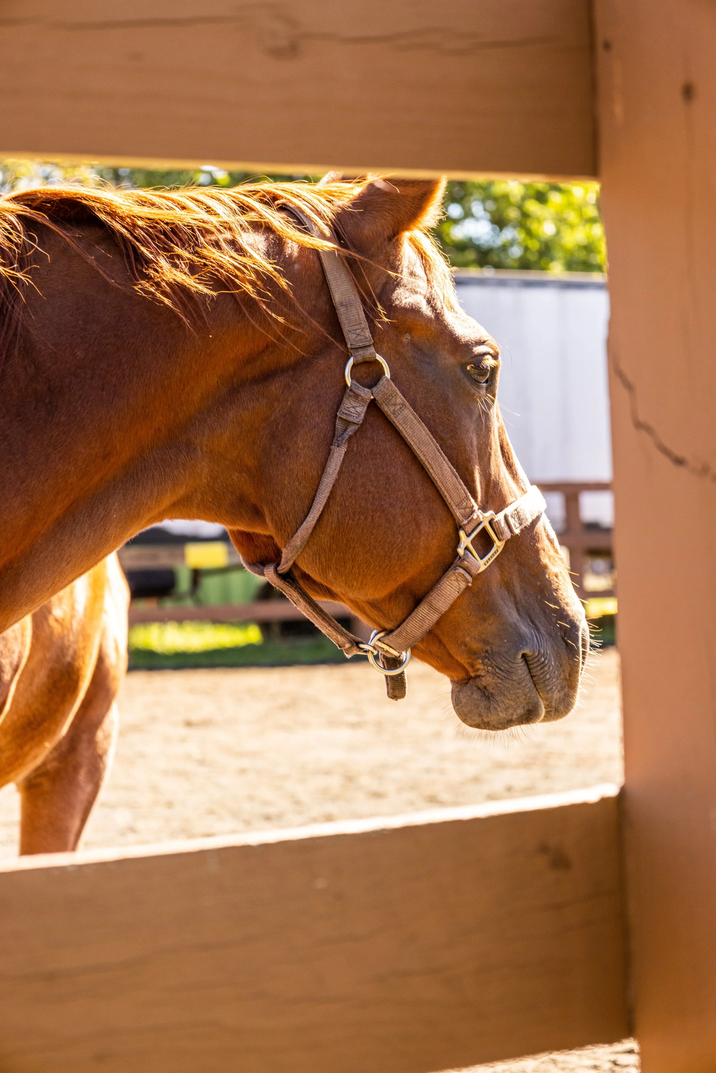 A close-up of a brown horse with a halter, seen through a wooden fence, standing in an outdoor riding arena with trees and equipment in the background.