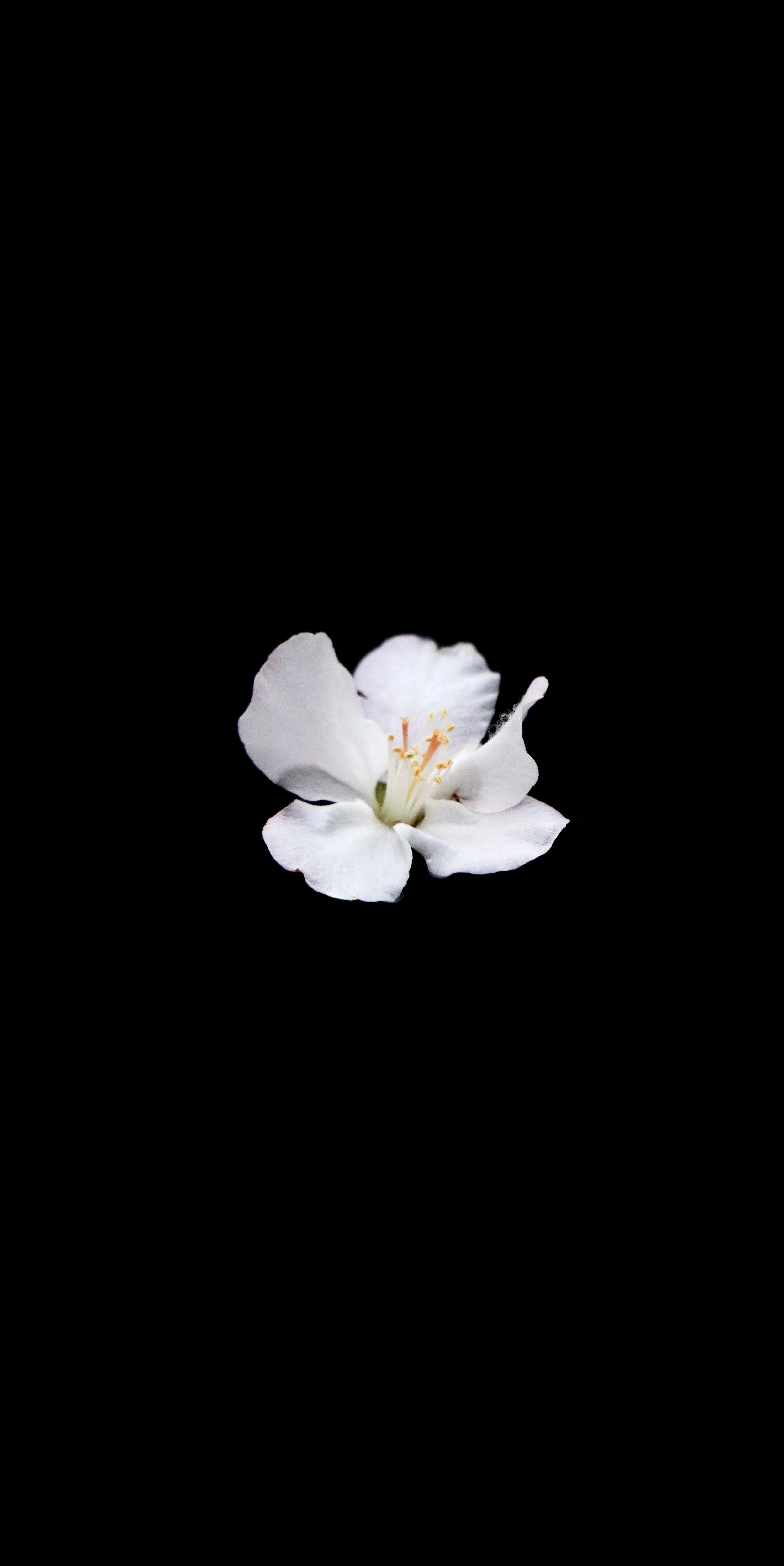 A white flower with soft petals and yellow stamens against a black background.