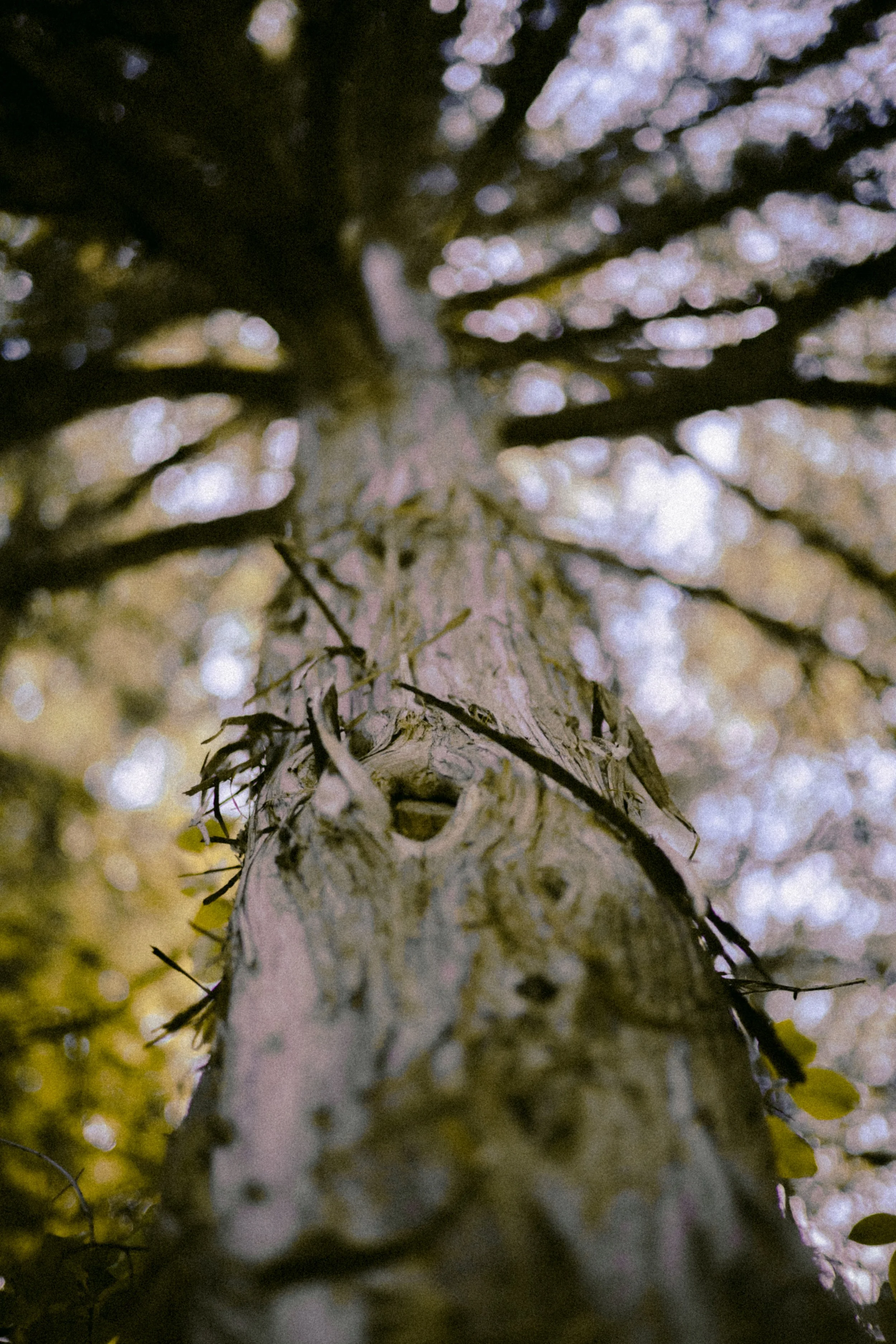 Close-up view of a tree trunk looking upward into the branches and leaves with light filtering through.