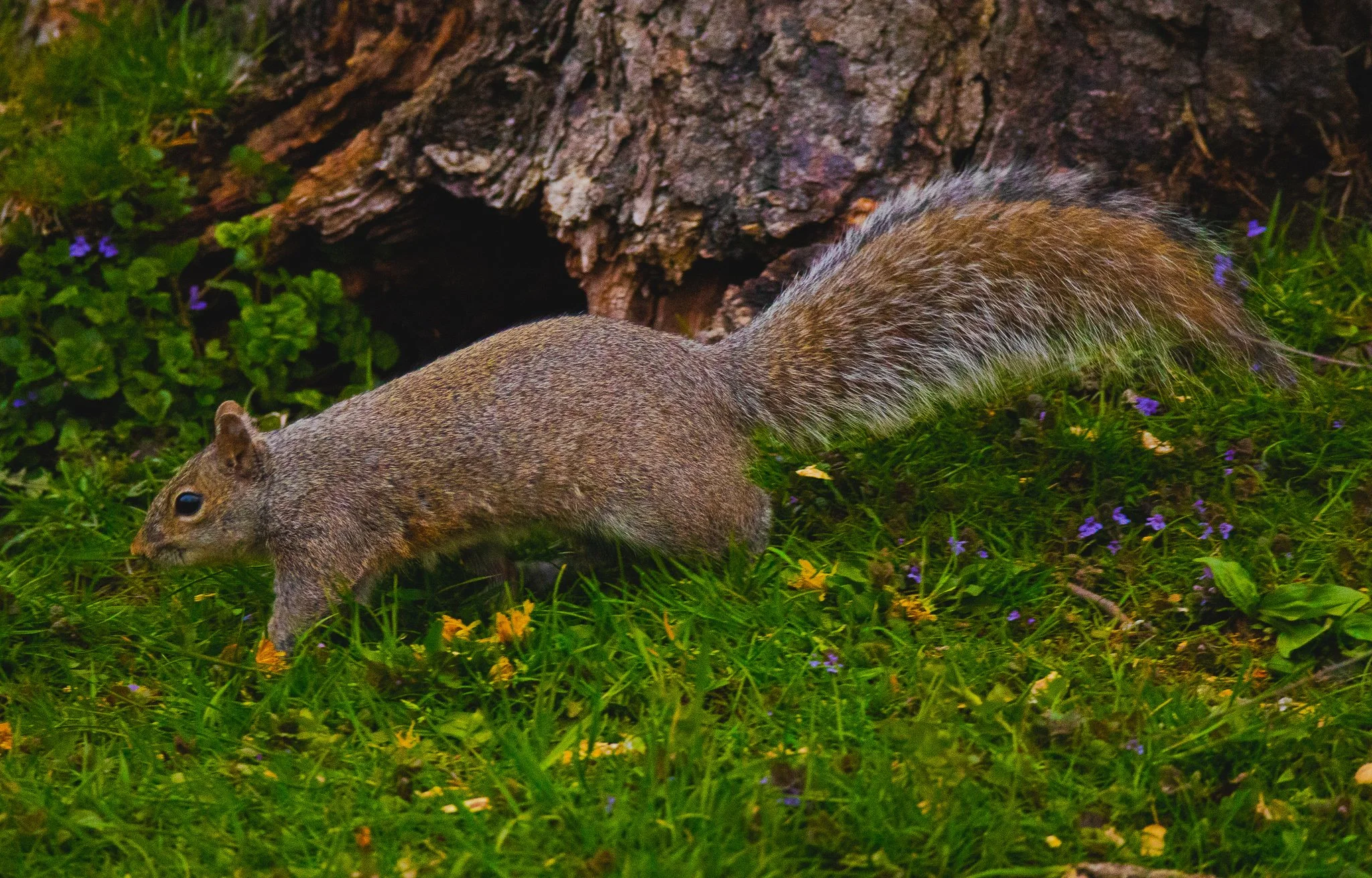 A squirrel on grassy ground near a tree trunk, with purple flowers and green foliage.