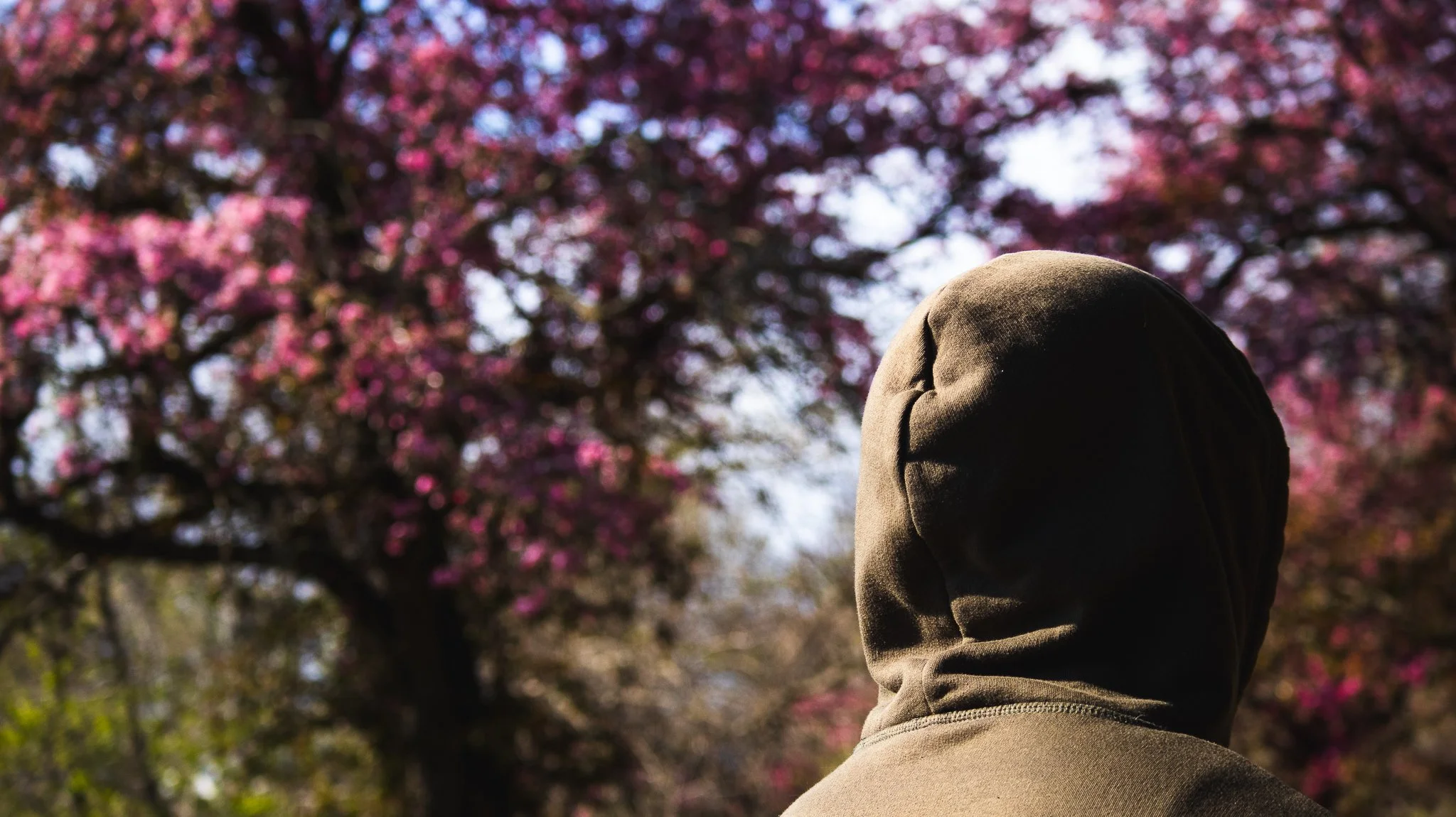 A person wearing a hooded jacket, facing away, in front of a tree with pink blossoms.