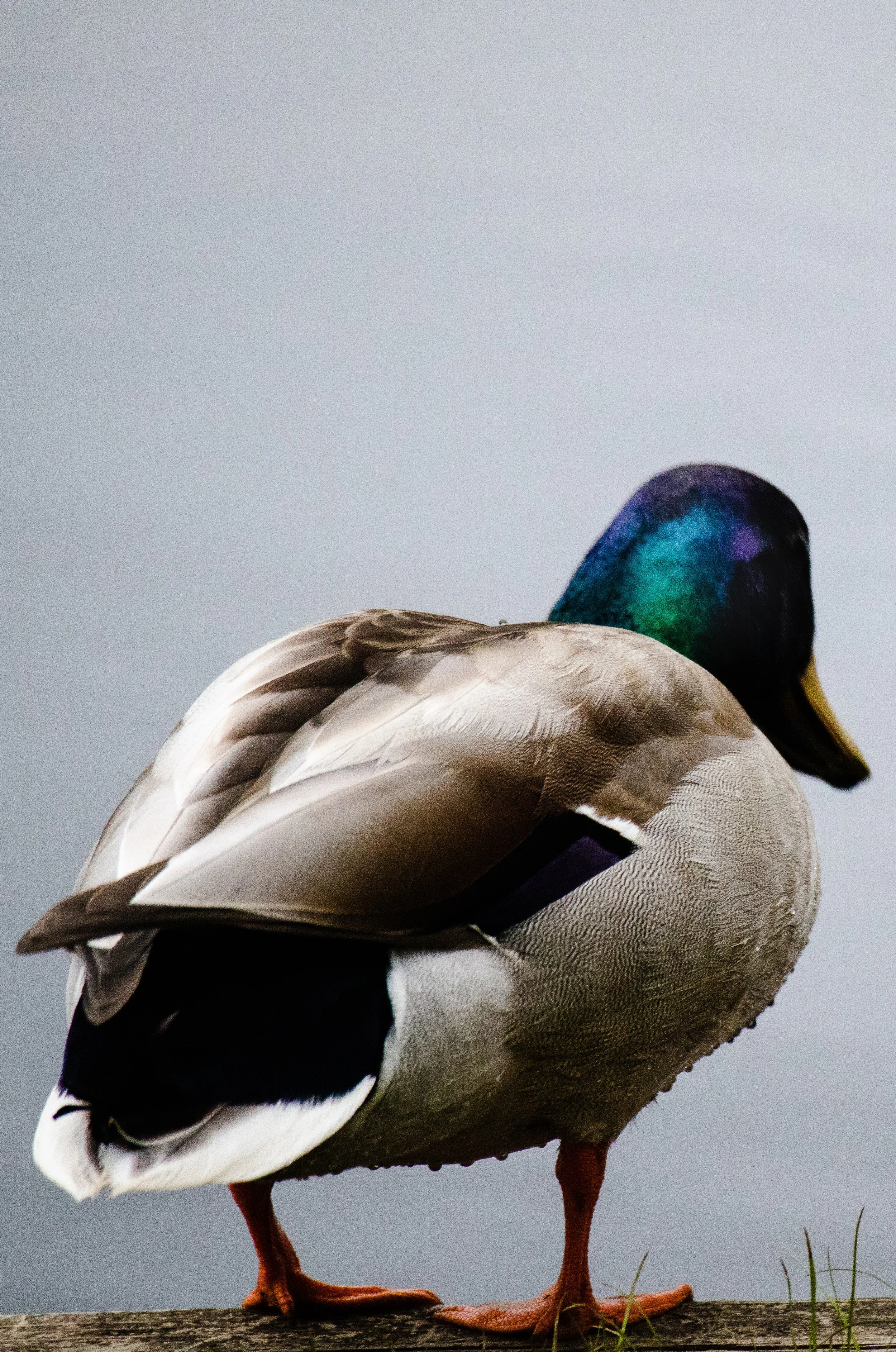 A close-up of a mallard duck standing on a wooden surface, with its head turned to the side and eyes closed.
