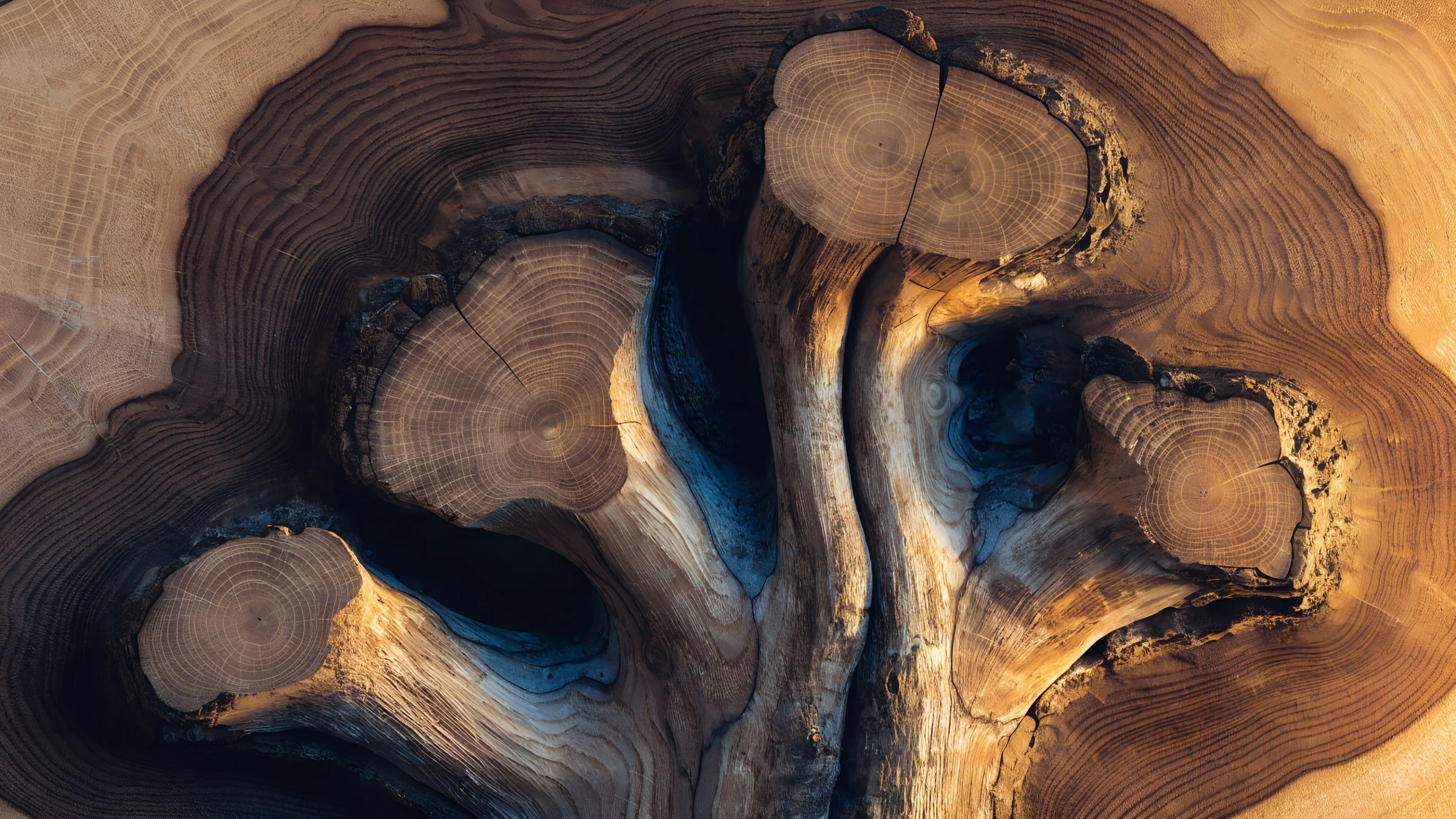 An aerial view of cross-sections of tree logs and wood slices, showcasing tree rings and grain patterns with varying shades of brown and black.
