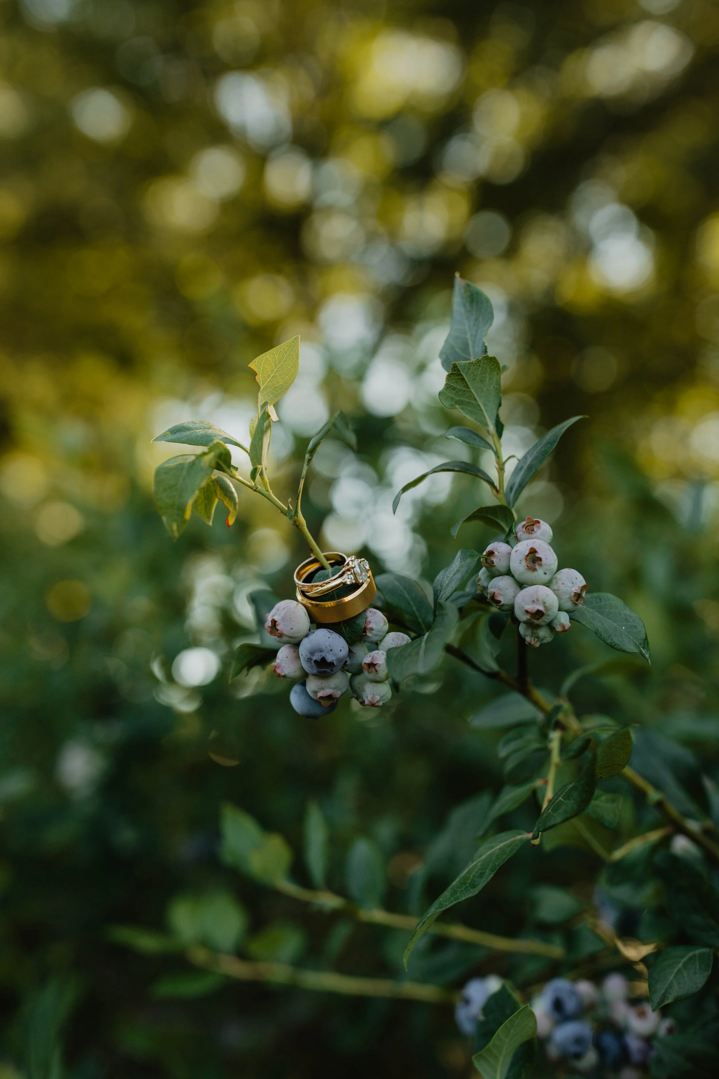 A blueberry bush with green leaves and clusters of ripe and unripe blueberries, with two wedding rings placed on a leaf.