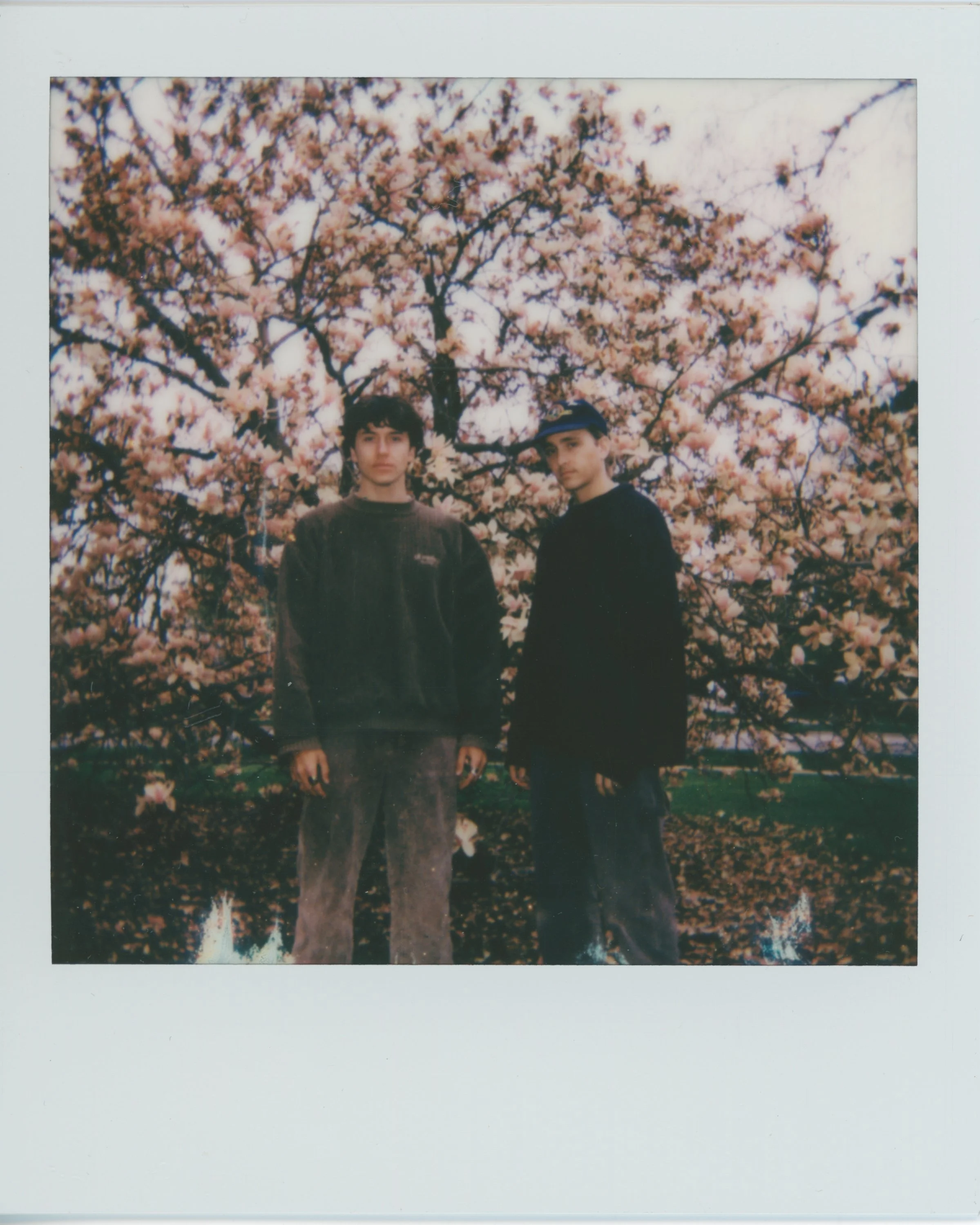 The band called DWLLRS standing in front of a blooming pink cherry blossom tree during daytime.