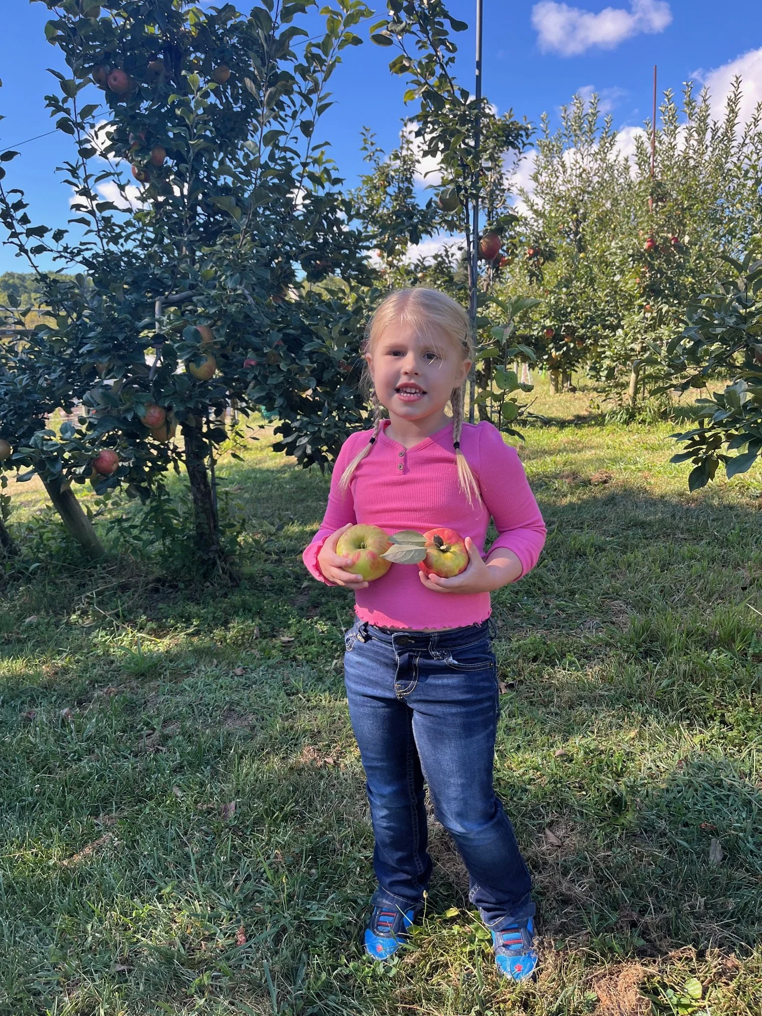 A young girl with blonde hair in pigtails holding three apples in an apple orchard.