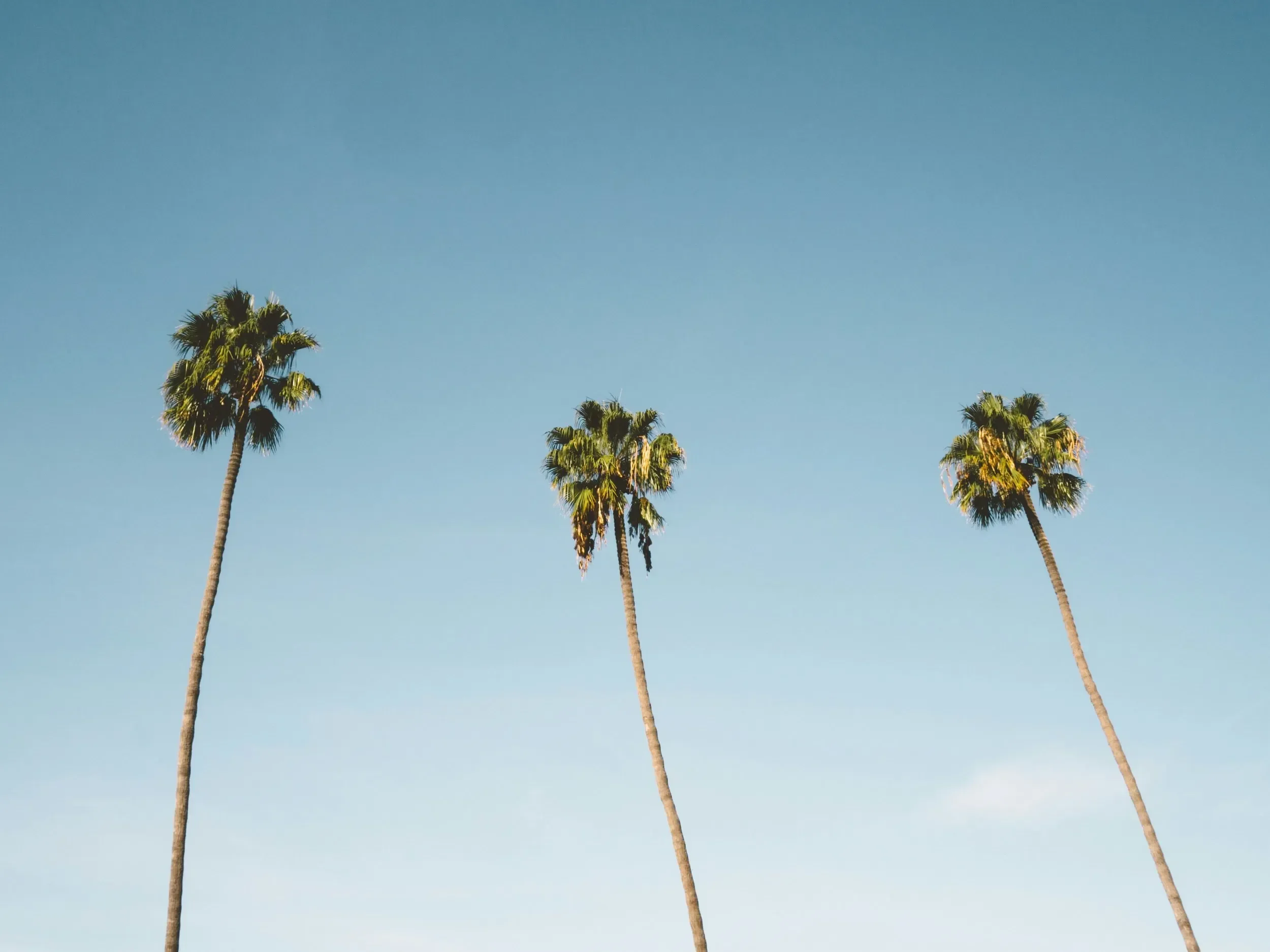 Three tall palm trees against a clear blue sky.