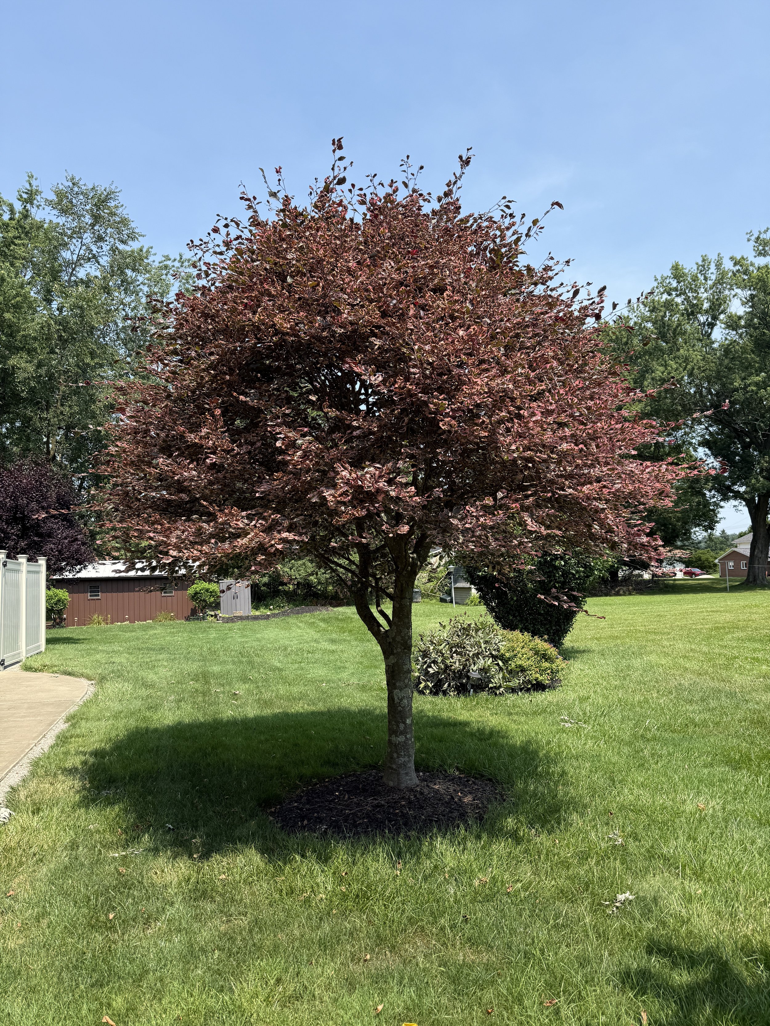 Branching Out
