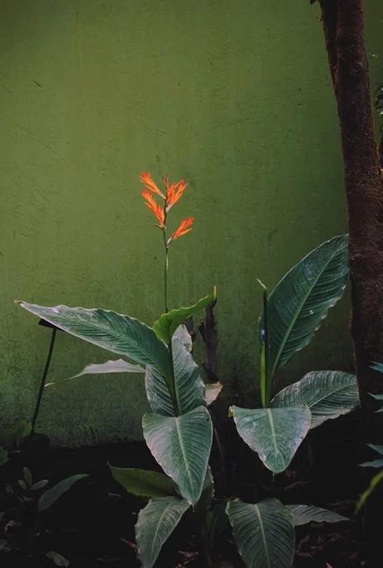 Une plante avec de grandes feuilles vertes et une petite fleur orange à l'extrémité d'une tige, contre un mur vert.