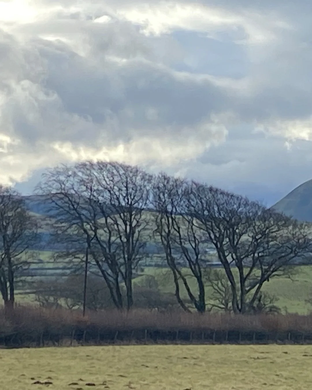 Three trees near Cockermouth 

Everywhere you look is a painting. The colours, shapes,shades,mountains,trees,lakes and rivers.

#cockermouthtown #windblowntrees #cumbria #lakedistrictwellbeing #wildtrees #mountainlove❤️ #artistsinspiration #lakedistr