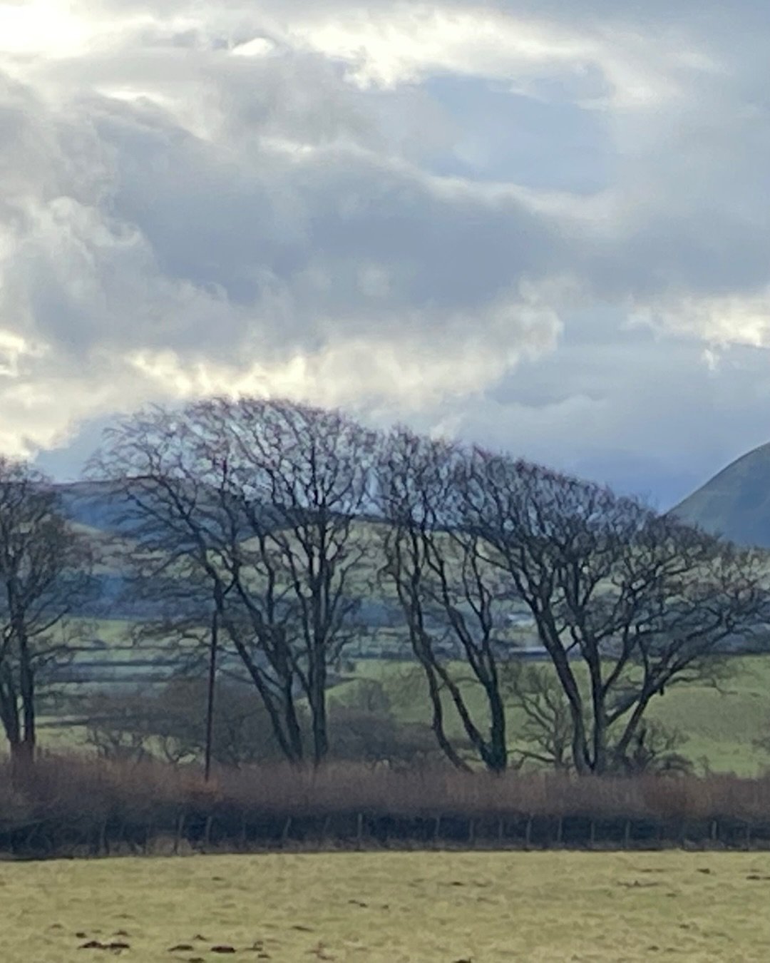 Three trees near Cockermouth 

Everywhere you look is a painting. The colours, shapes,shades,mountains,trees,lakes and rivers.

#cockermouthtown #windblowntrees #cumbria #lakedistrictwellbeing #wildtrees #mountainlove❤️ #artistsinspiration #lakedistr