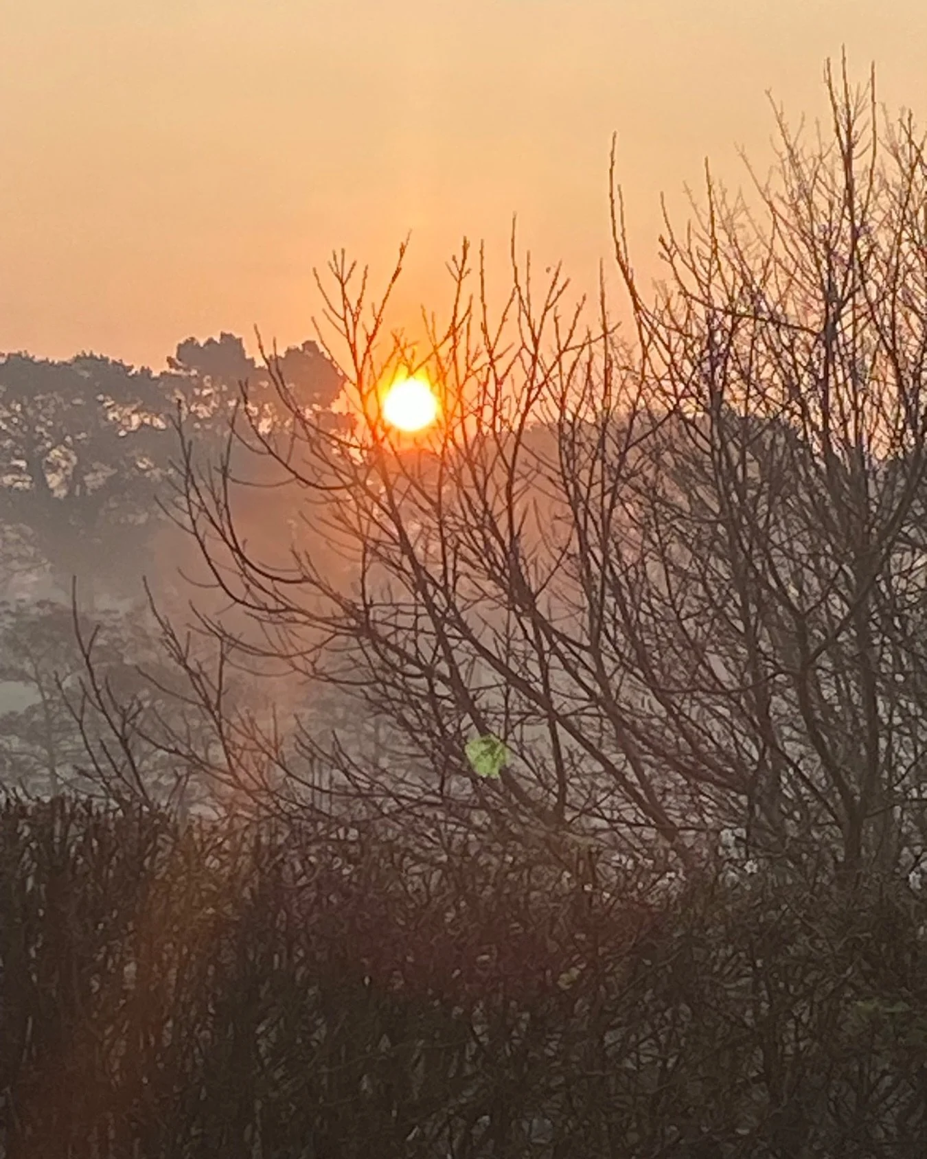 Good Morning

The fog has lifted and we have a glorious sunrise.

#sunriselover #sunrisephotography #sunriselovers⛅️💛🌅😘 #lesleyseegerpaintings #lightonlight #sunlover #artistsinspiration #springfeverinthegarden #springishere #springphotography🌸 #