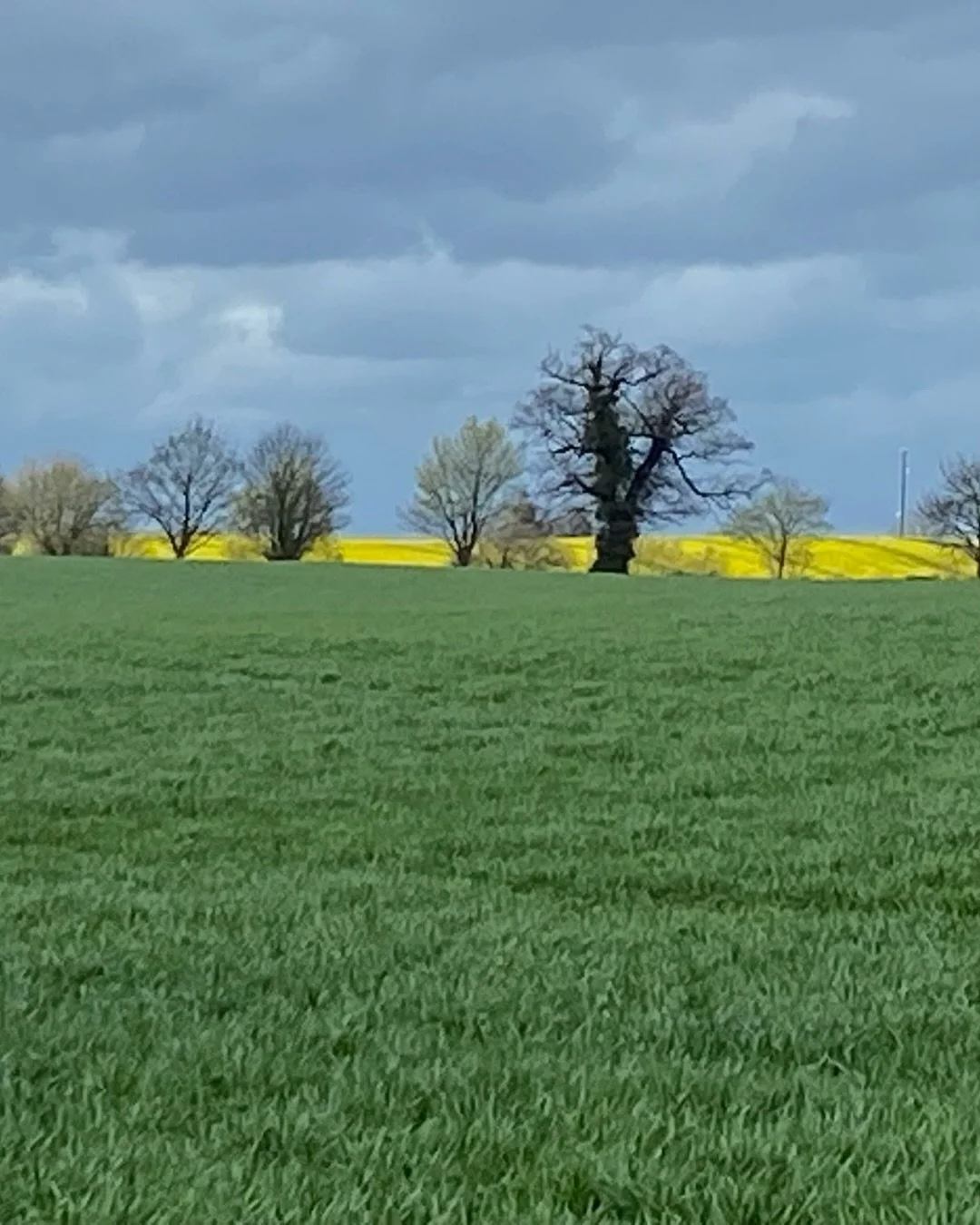 Dark trees against electric yellow. 

#springlandscapes #artistsinspiration #englishlandscapes #nextpainting #northernartists #composition #yelloeaesthetic #yellowflowers #yellow #lesleyseegerpaintings #yorkshire