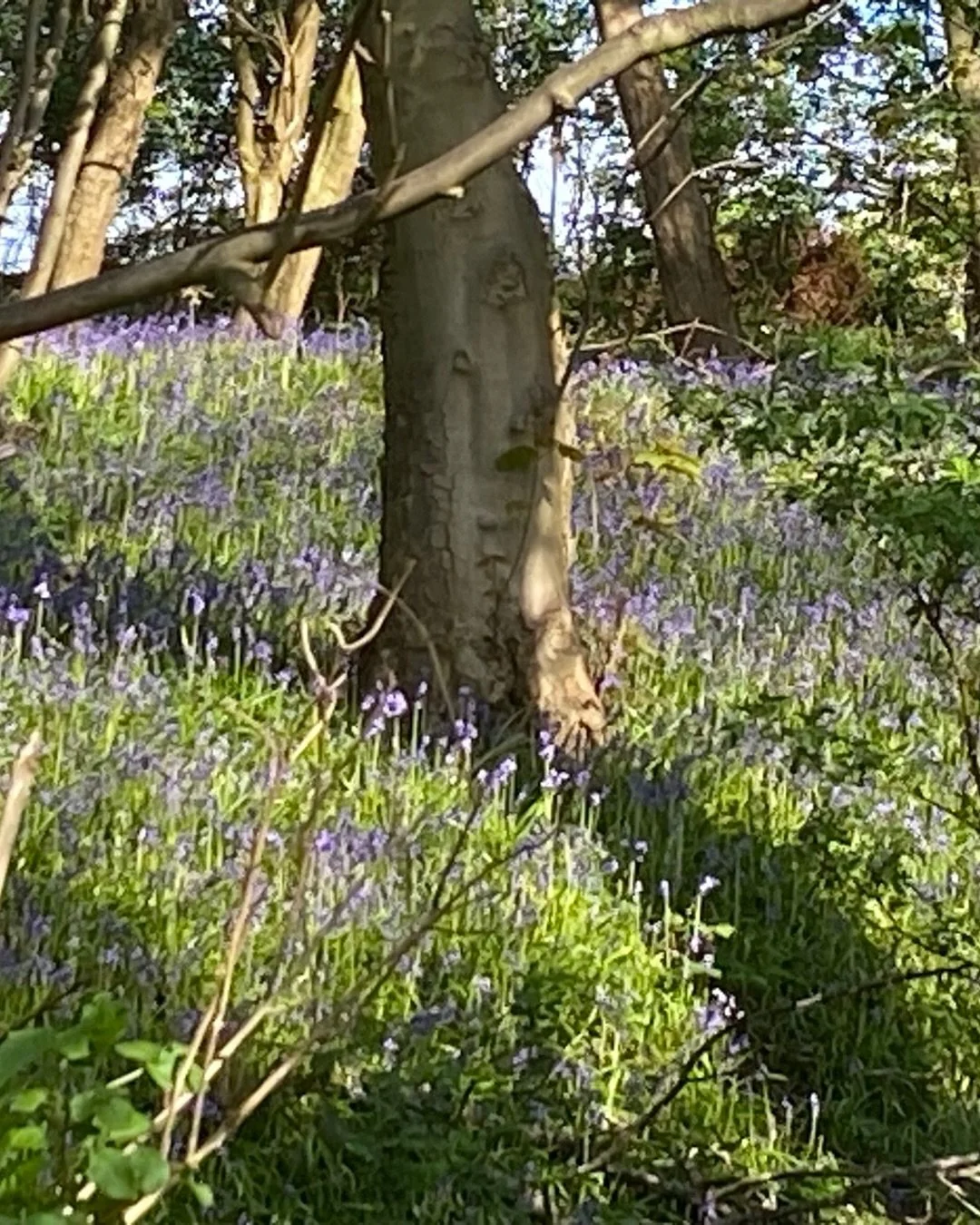 Bluebells &amp; Shadows

#bluebells #bluebellsofinstagram #shadows #artistsinspiration #woods #treelovers🌳 #natureloversgallery❤️🍃😘 #lesleyseegerpaintings