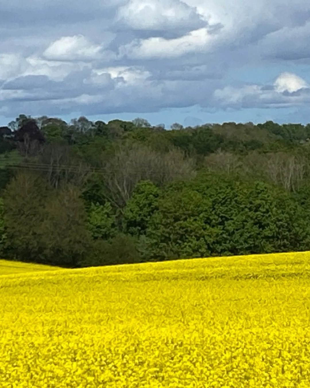 Yellow Field with dark green trees
