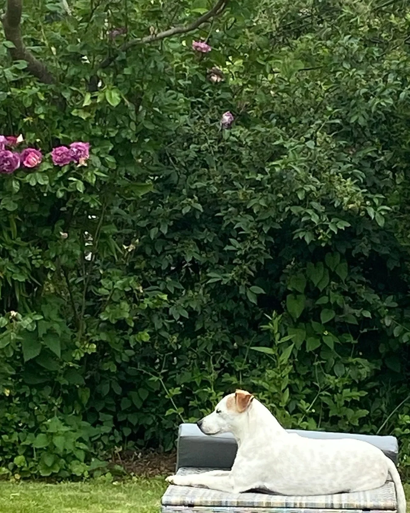 Pablo the perfect Buddha dog