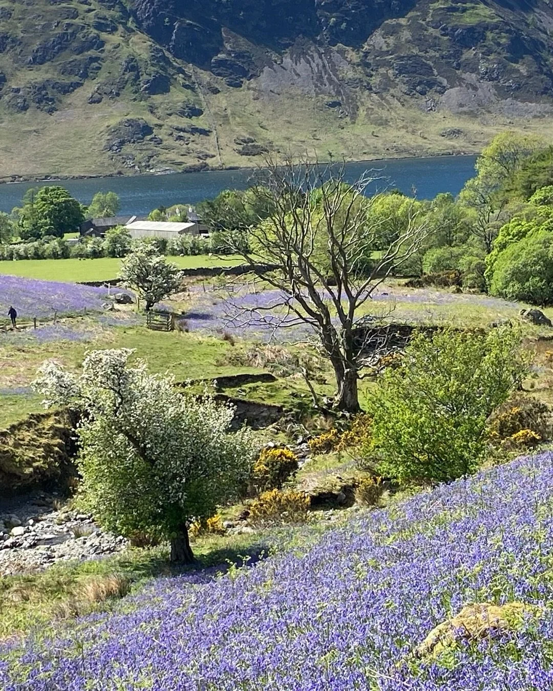 Ennerdale Cumbria

I Was lucky enough to get here this year for the Bluebells. When I&rsquo;ve completed my commissions, paintings inspired by Cumbria are my next project.

#ennerdalewater #ennerdalelake #cumbria #lakedistrict #lesleyseegerpaintings 
