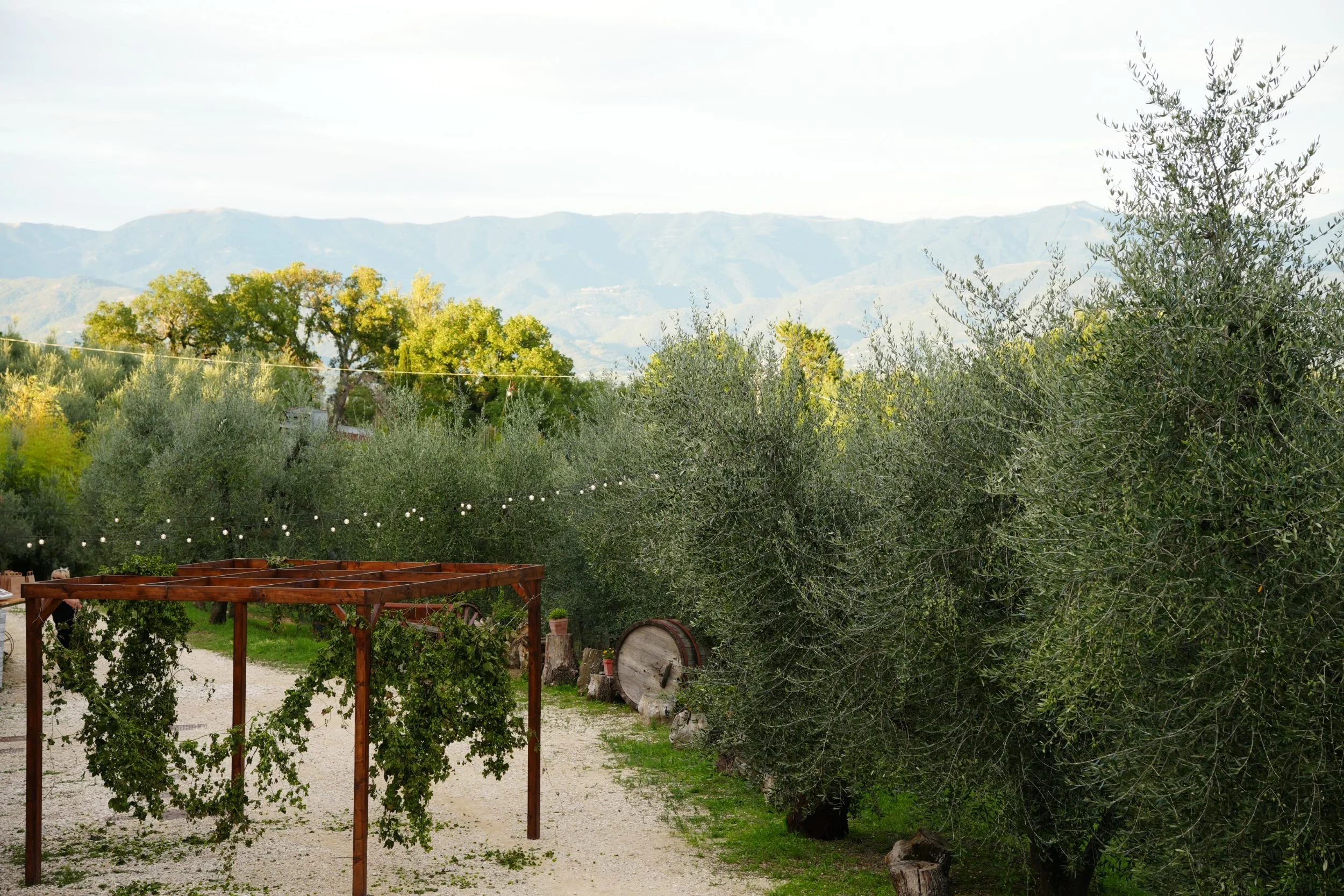 A scenic view of a vineyard or orchard with trees, a wooden arbor with vines hanging, gravel pathway, and mountains in the background under a cloudy sky.