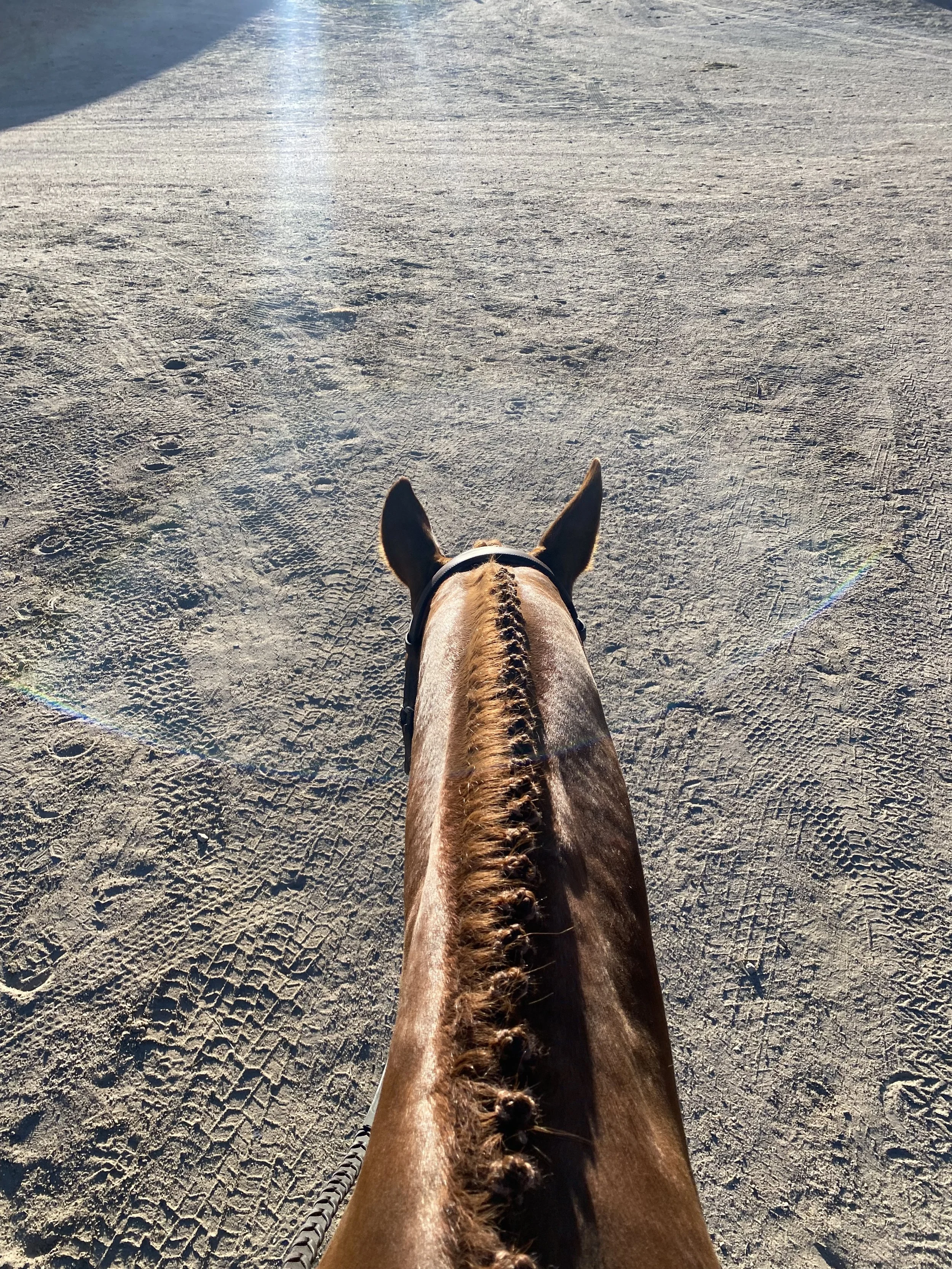 Top-down view of a horse's head and neck with braided mane, on a sandy, textured surface during daylight.