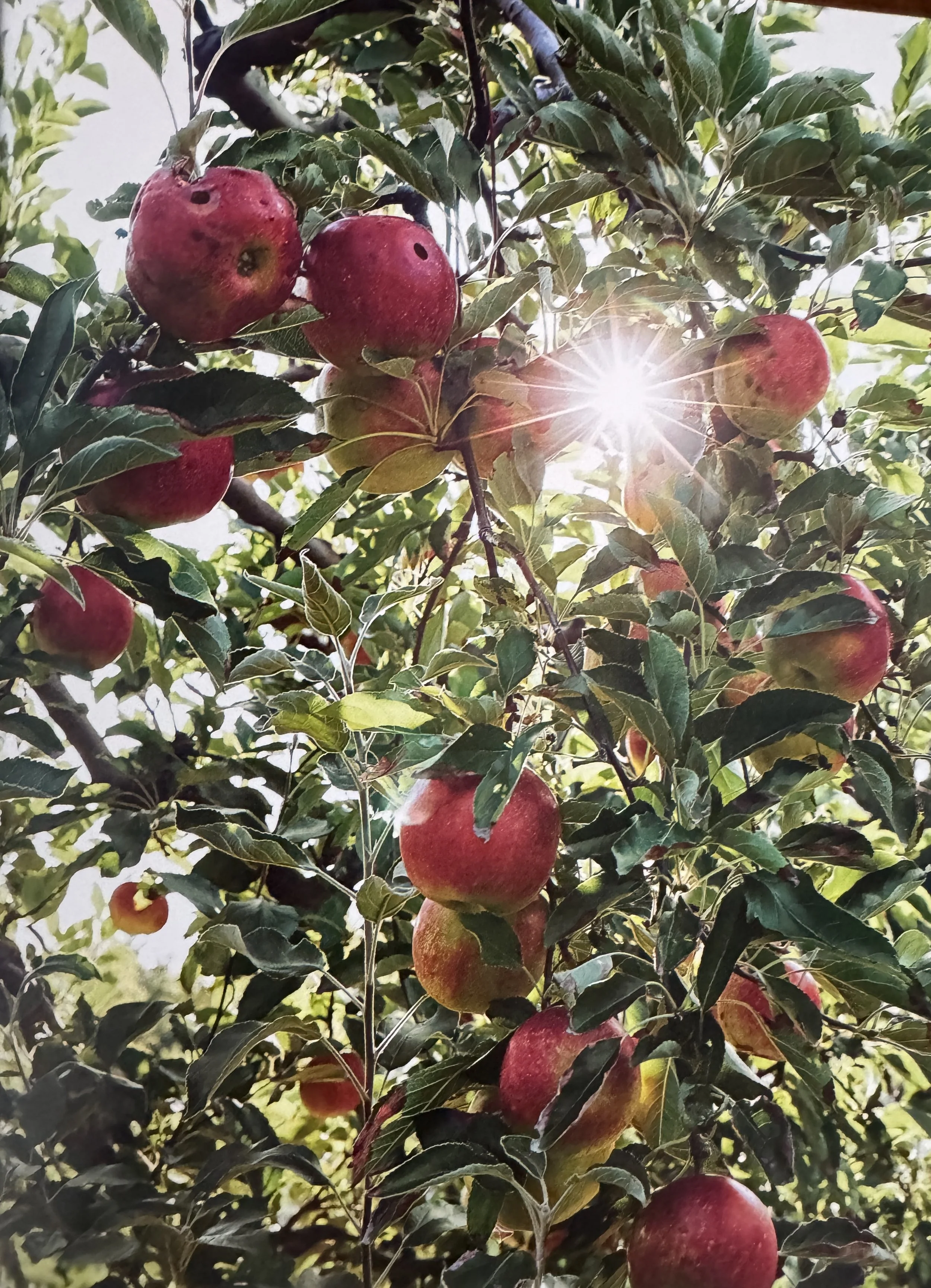 Red apples hanging on a tree with green leaves, sunlight shining through the branches.