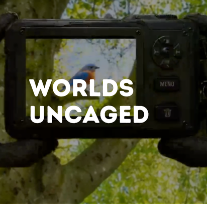 Worlds Uncaged