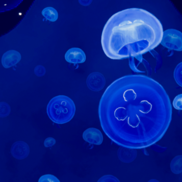 Bloom, Digital Exhibit Design